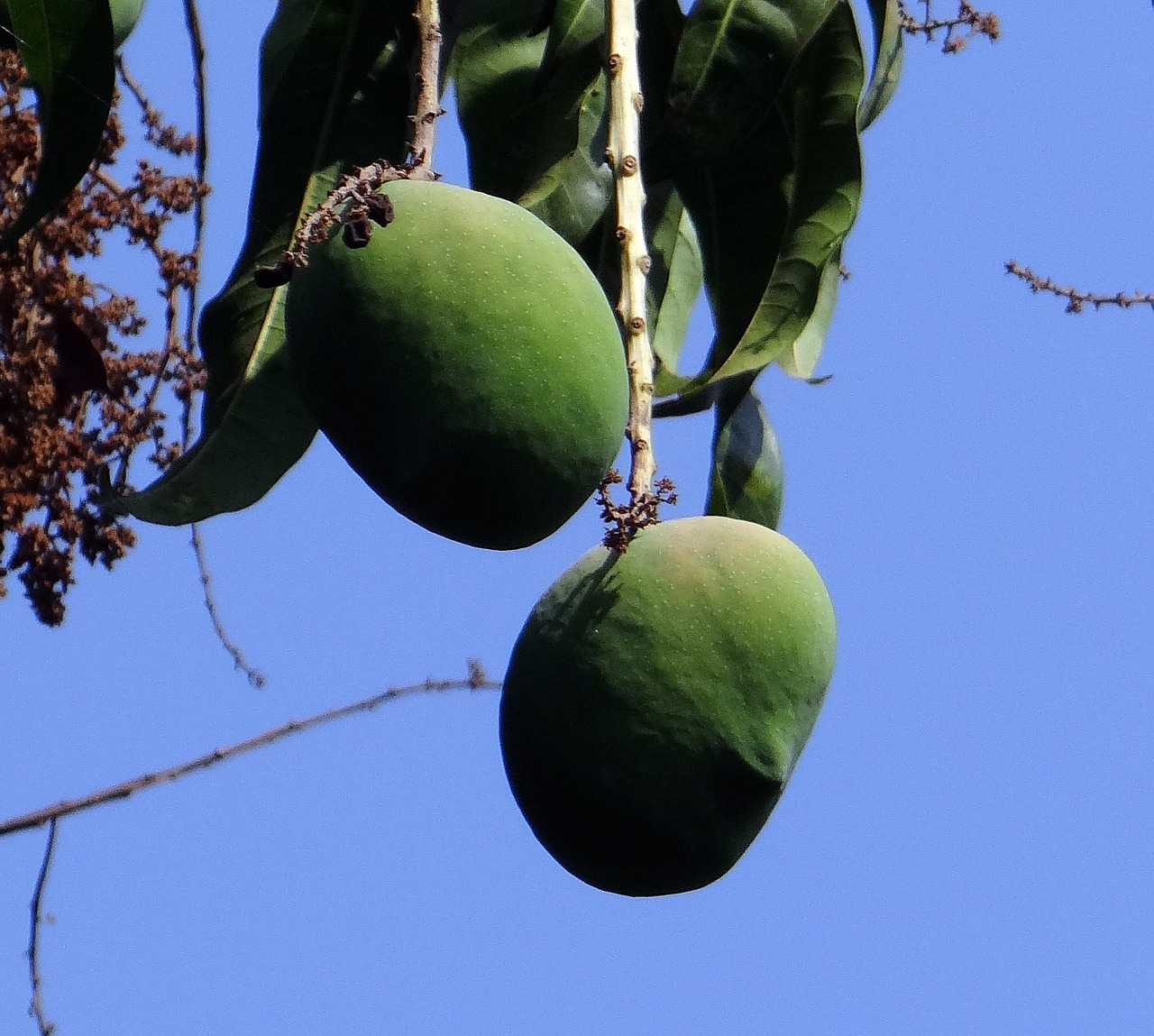 Mango, Mangifera Indica, Vaisiai, Tropiniai Vaisiai, Šviežias, Žalias, Indija, Nemokamos Nuotraukos,  Nemokama Licenzija