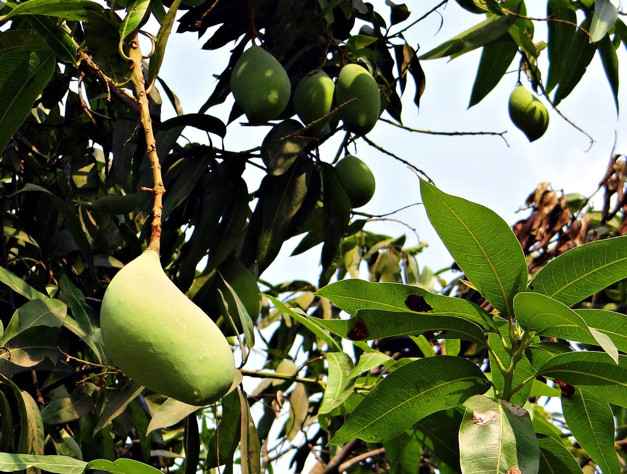 Mango, Totapuri, Didelis Derlius, Vaisiai, Atogrąžų, Indija, Nemokamos Nuotraukos,  Nemokama Licenzija
