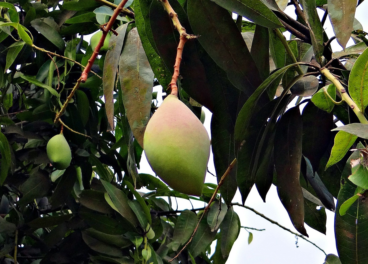 Mango, Totapuri, Didelis Derlius, Vaisiai, Atogrąžų, Indija, Nemokamos Nuotraukos,  Nemokama Licenzija