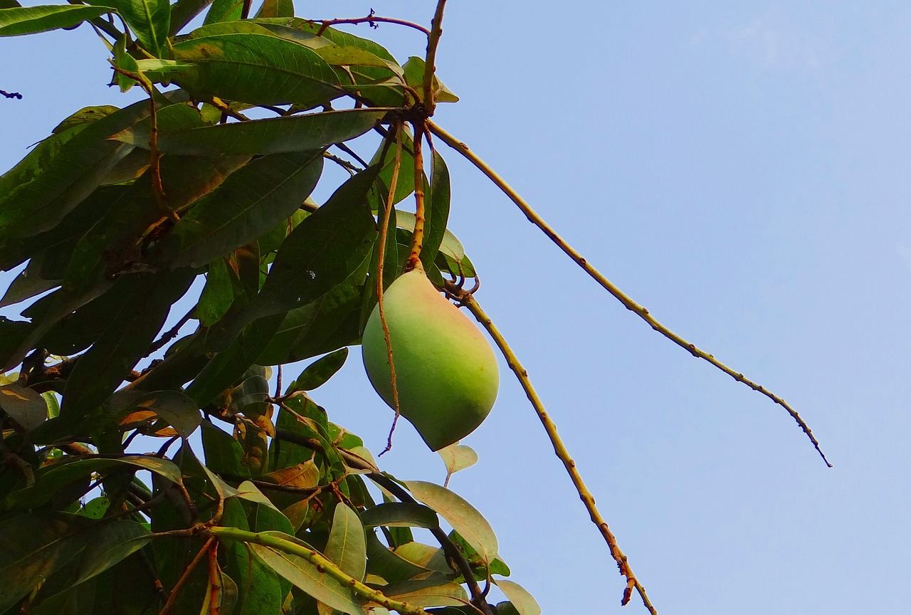 Mango, Totapuri, Didelis Derlius, Vaisiai, Atogrąžų, Indija, Nemokamos Nuotraukos,  Nemokama Licenzija