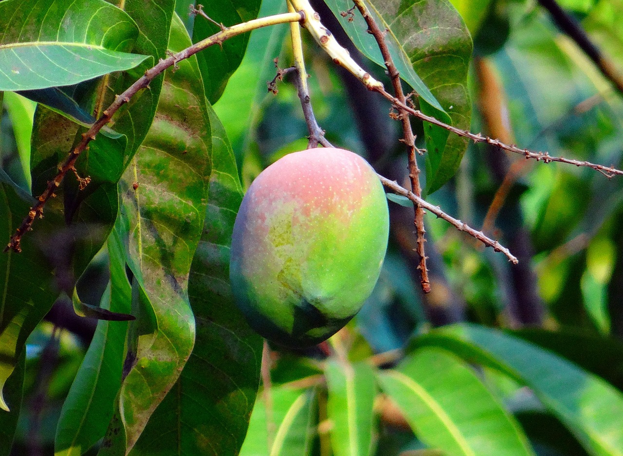Mango, Mangifera Indica, Apie Prinokę, Tropiniai Vaisiai, Mango Medis, Vaisiai, Dharwad, Indija, Nemokamos Nuotraukos,  Nemokama Licenzija