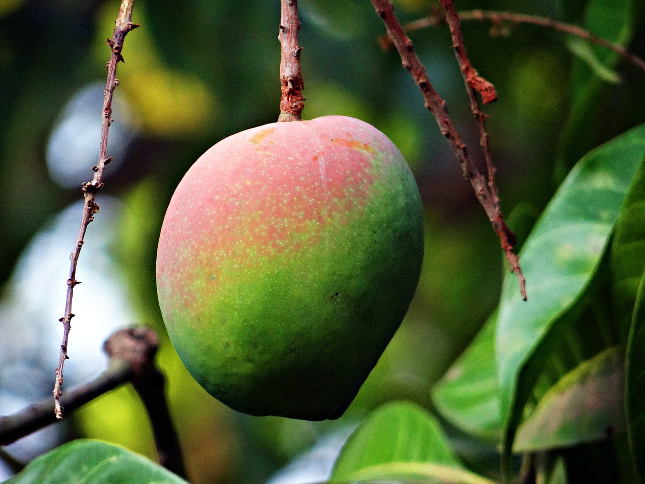 Mango, Mangifera Indica, Apie Prinokę, Tropiniai Vaisiai, Mango Medis, Vaisiai, Dharwad, Indija, Nemokamos Nuotraukos,  Nemokama Licenzija