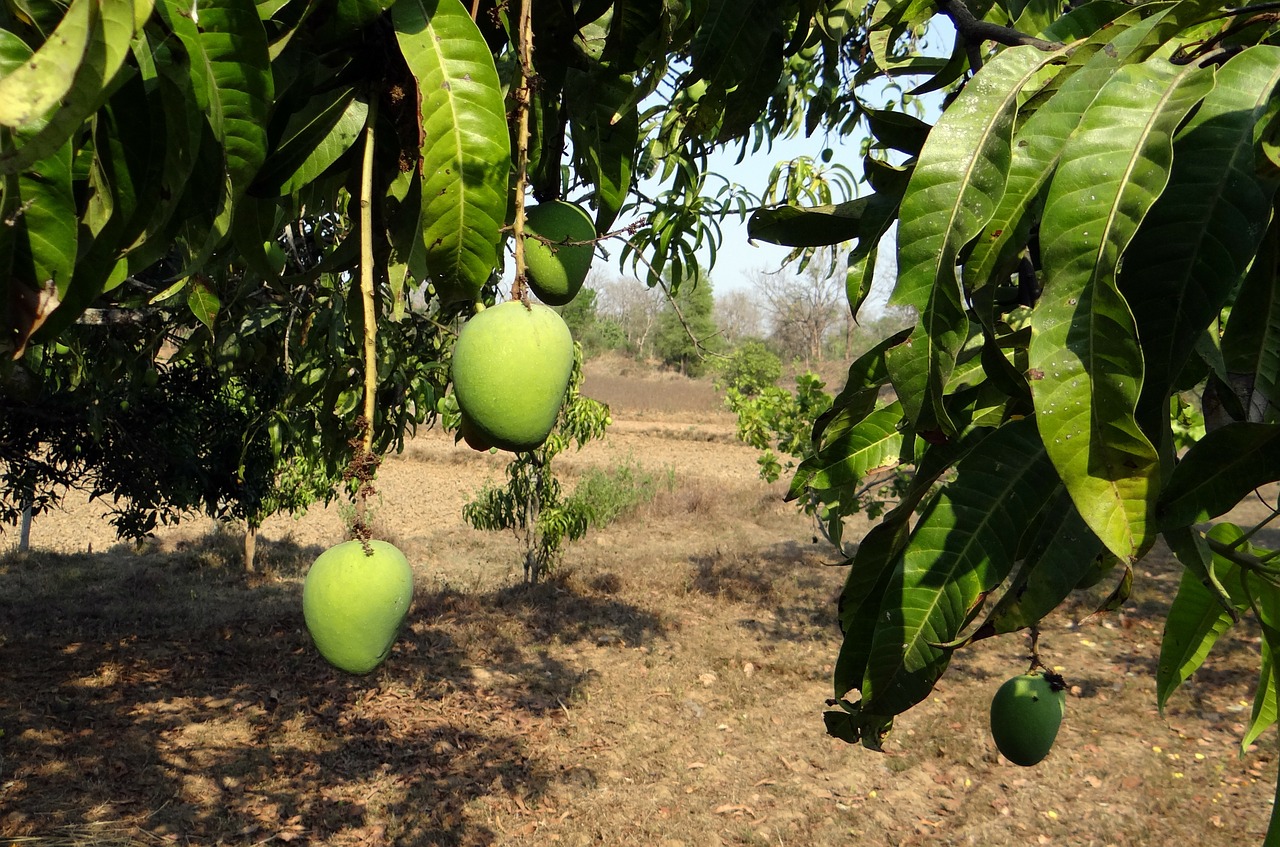 Mango, Medis, Vaisiai, Alfonso, Veislė, Atogrąžų, Skanus, Neprinokęs, Žalias, Vaisių Sodas