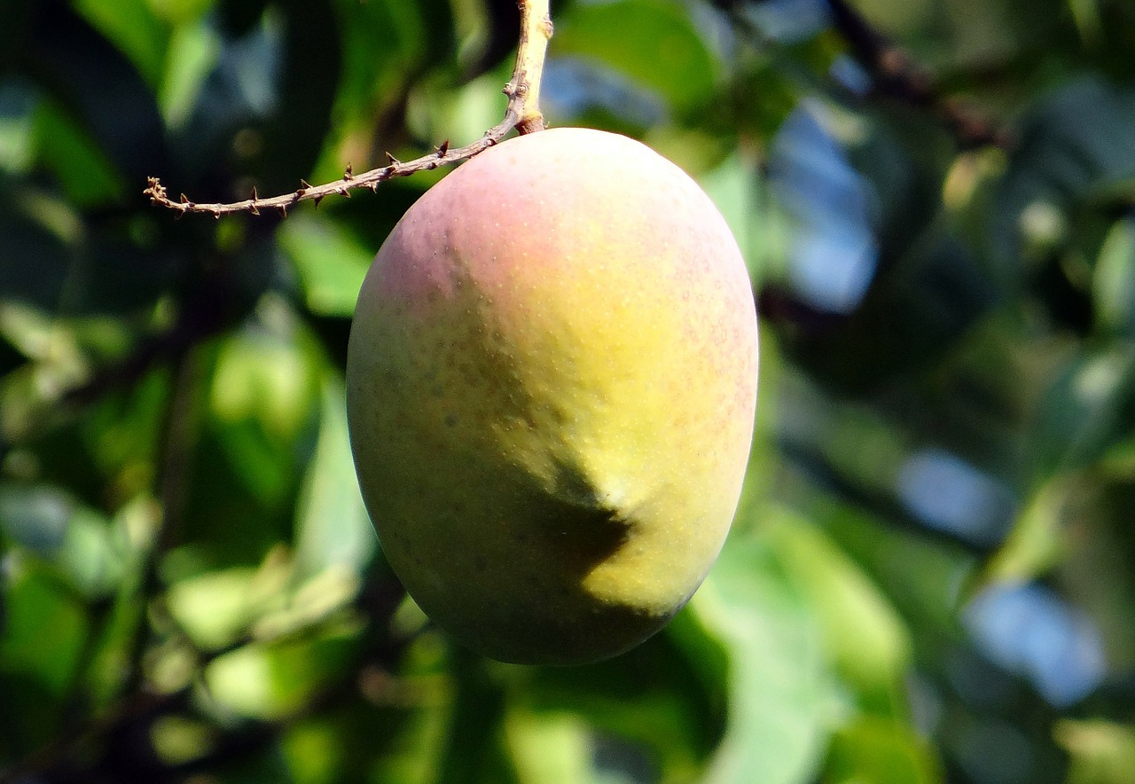 Mango, Mango Medis, Prinokę, Vaisiai, Dharwad, Indija, Nemokamos Nuotraukos,  Nemokama Licenzija