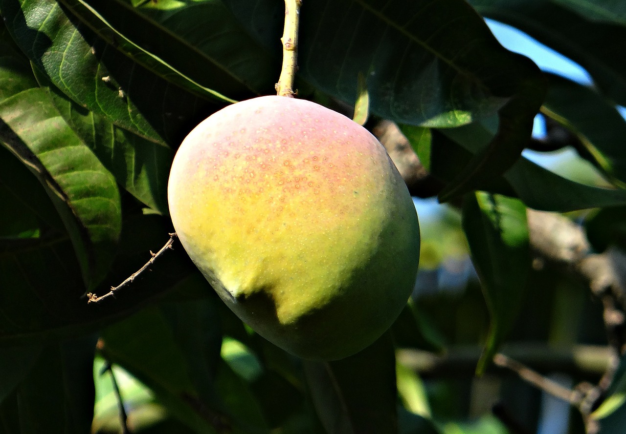 Mango, Mango Medis, Prinokę, Vaisiai, Dharwad, Indija, Nemokamos Nuotraukos,  Nemokama Licenzija