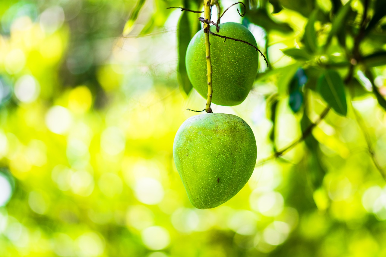 Mango, Mango Medis, Vaisiai, Vaisiai, Žalia Mango, Nemokamos Nuotraukos,  Nemokama Licenzija