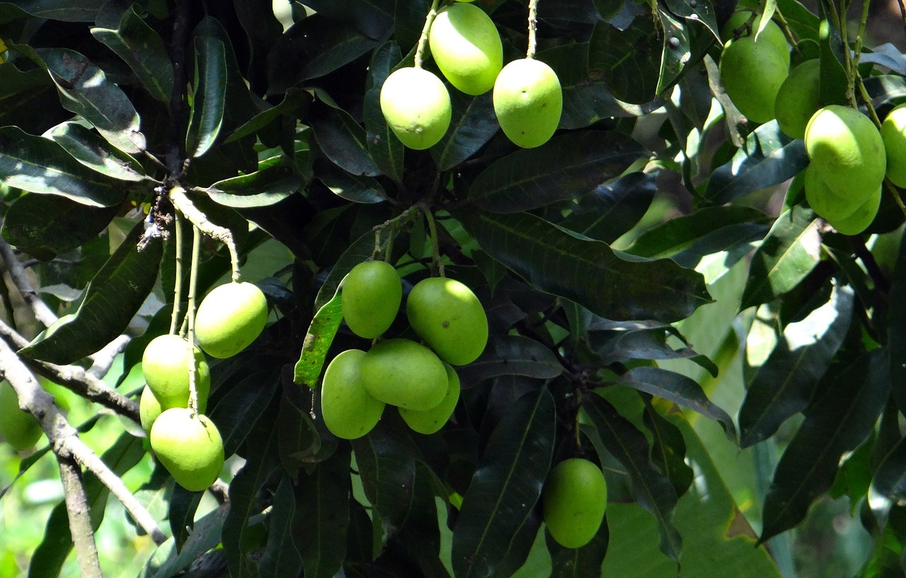 Mango,  Laukinis Mango,  Vaisiai,  Žalias,  Neprinokęs,  Klasteris,  Krūva,  Vakarų Gatas,  Miškas,  Karnataka