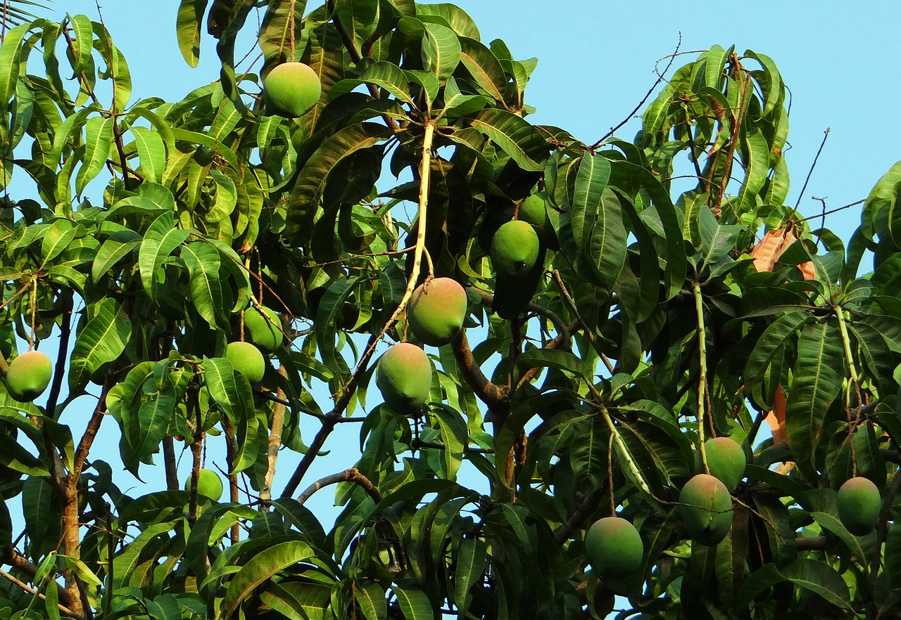 Mango Medis, Mango, Mangifera Indica, Tropiniai Vaisiai, Vaisiai, Dharwad, Indija, Nemokamos Nuotraukos,  Nemokama Licenzija