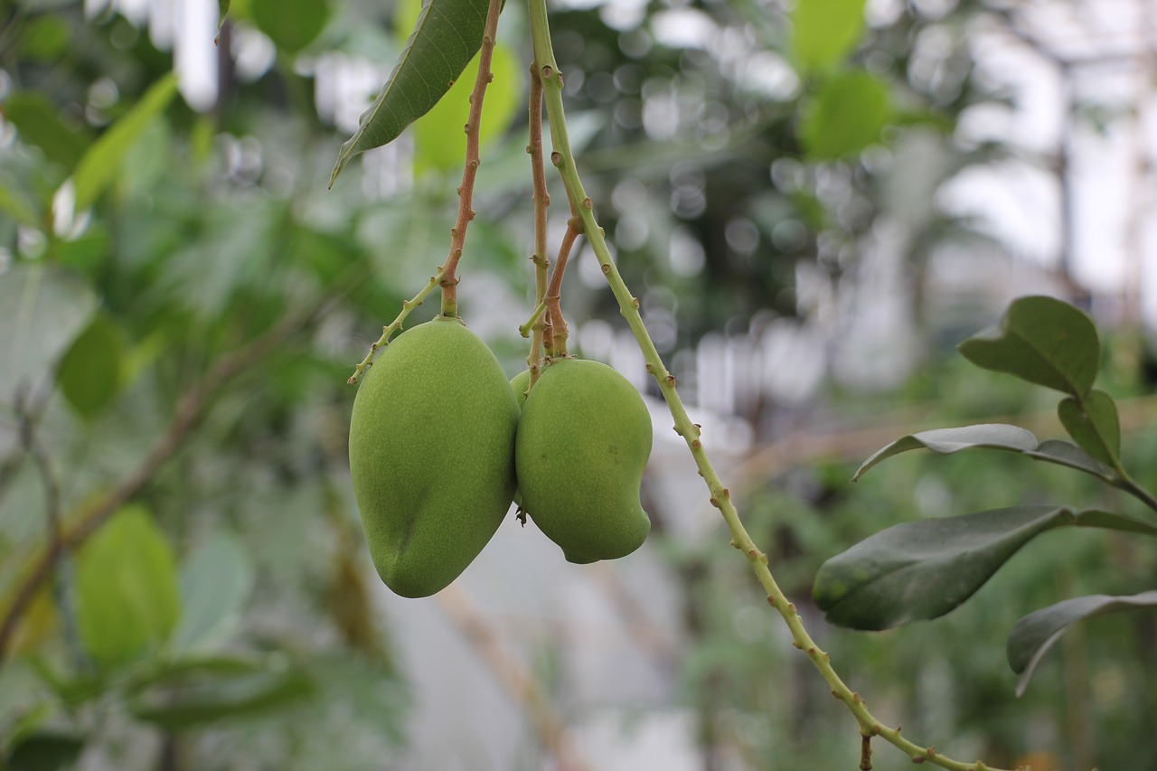 Mango Tropinis, Vaisiai, Natūralus, Ekologiškas, Nemokamos Nuotraukos,  Nemokama Licenzija