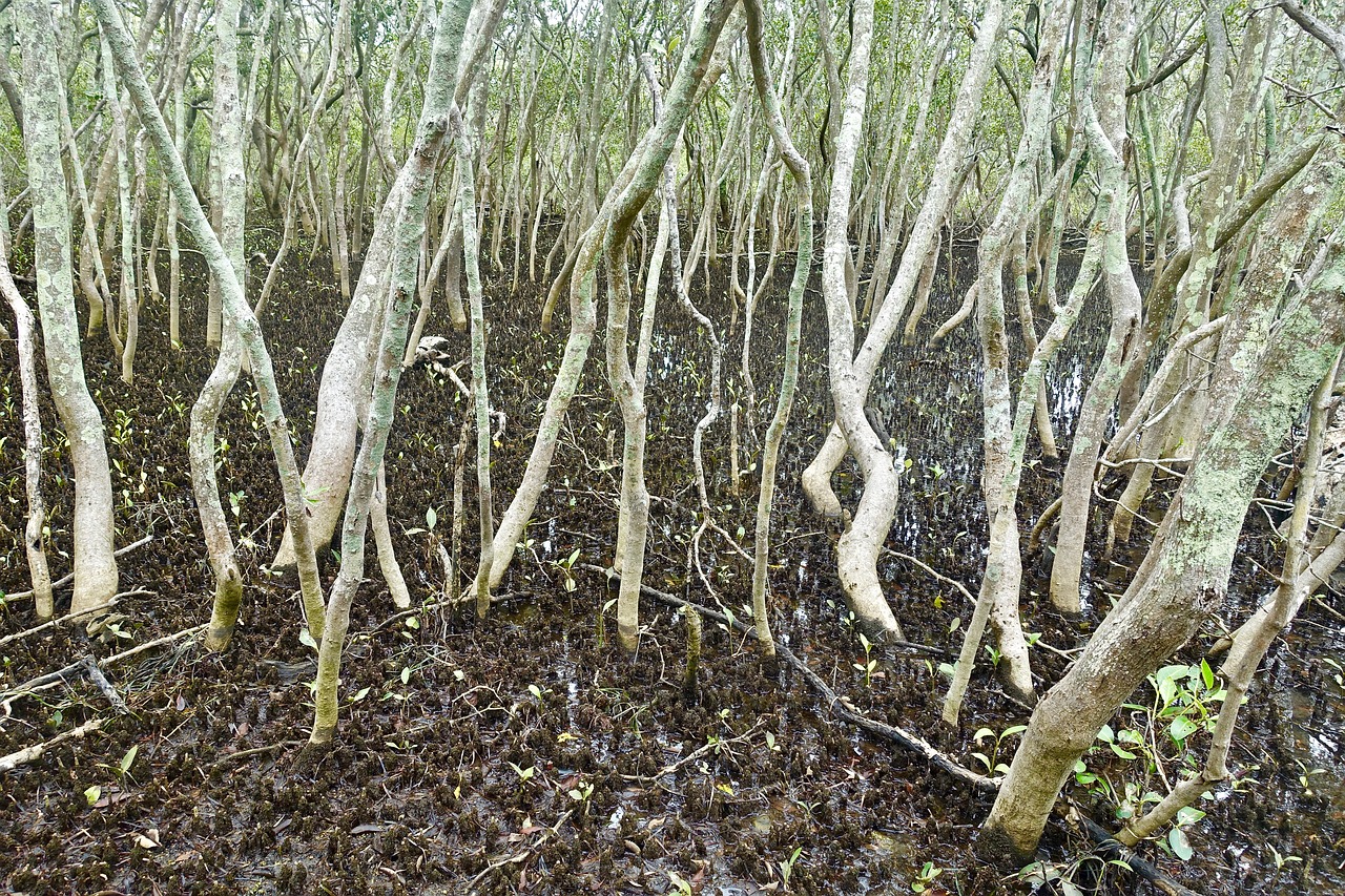 Mangroviai, Pelkė, Vandeningas, Medžiai, Pelkės, Pelkė, Gamta, Nemokamos Nuotraukos,  Nemokama Licenzija