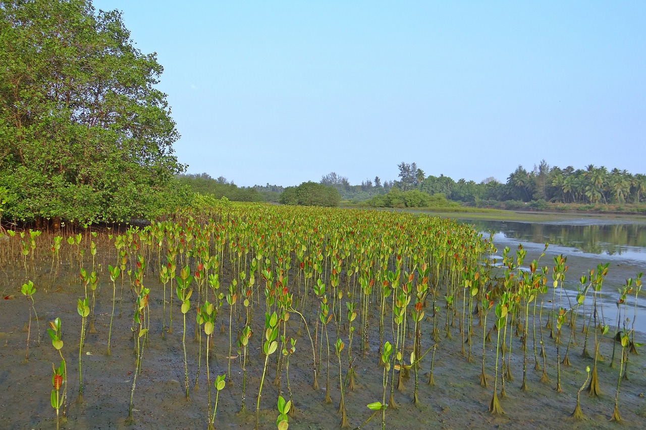 Mangroviai, Sodinukai, Plantacija, Upelis, Potvynis, Karwar, Indija, Nemokamos Nuotraukos,  Nemokama Licenzija