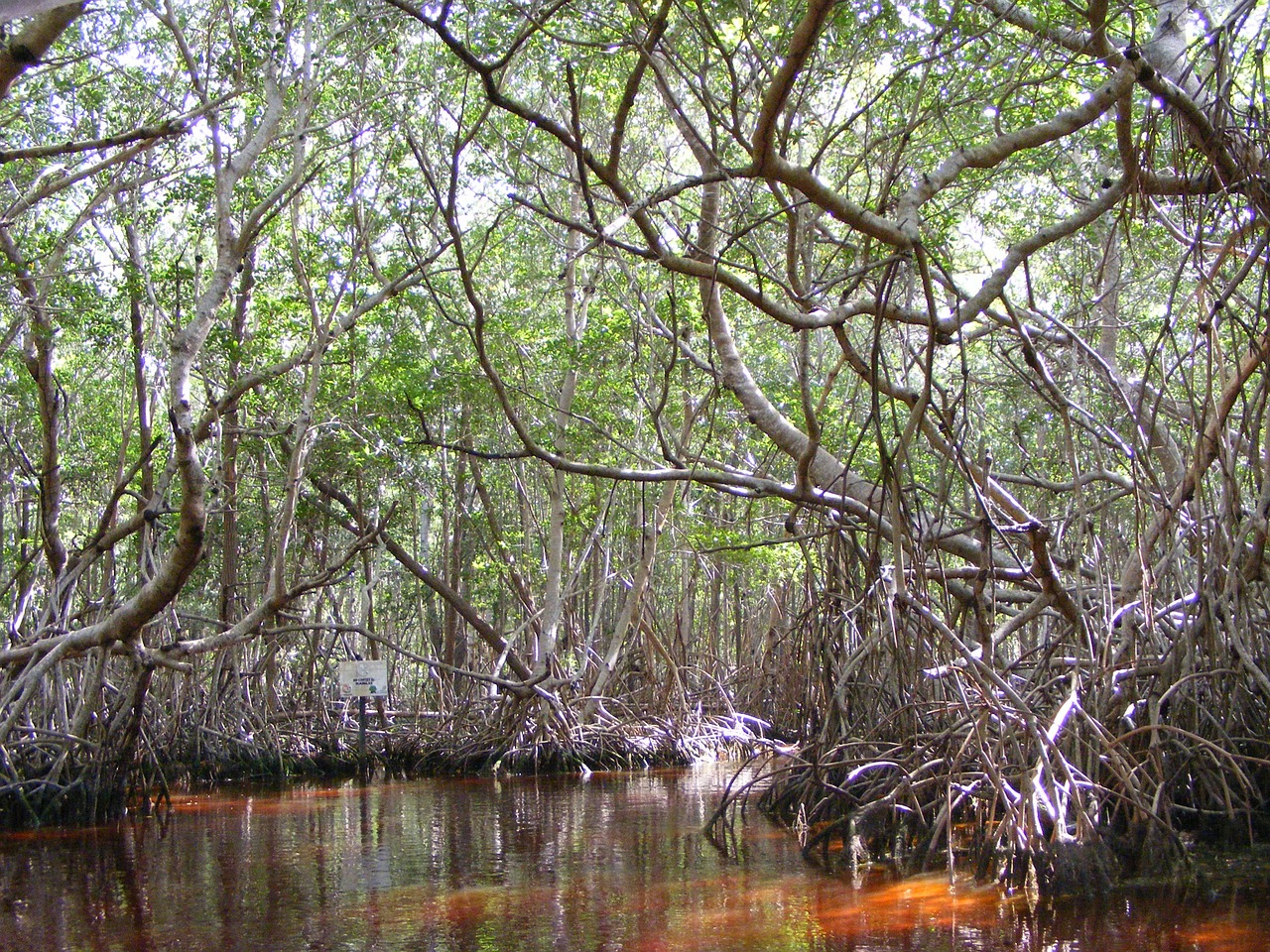 Mangroviai, Celestun, Yucatan Mexico, Meksika, Medžiai, Nemokamos Nuotraukos,  Nemokama Licenzija