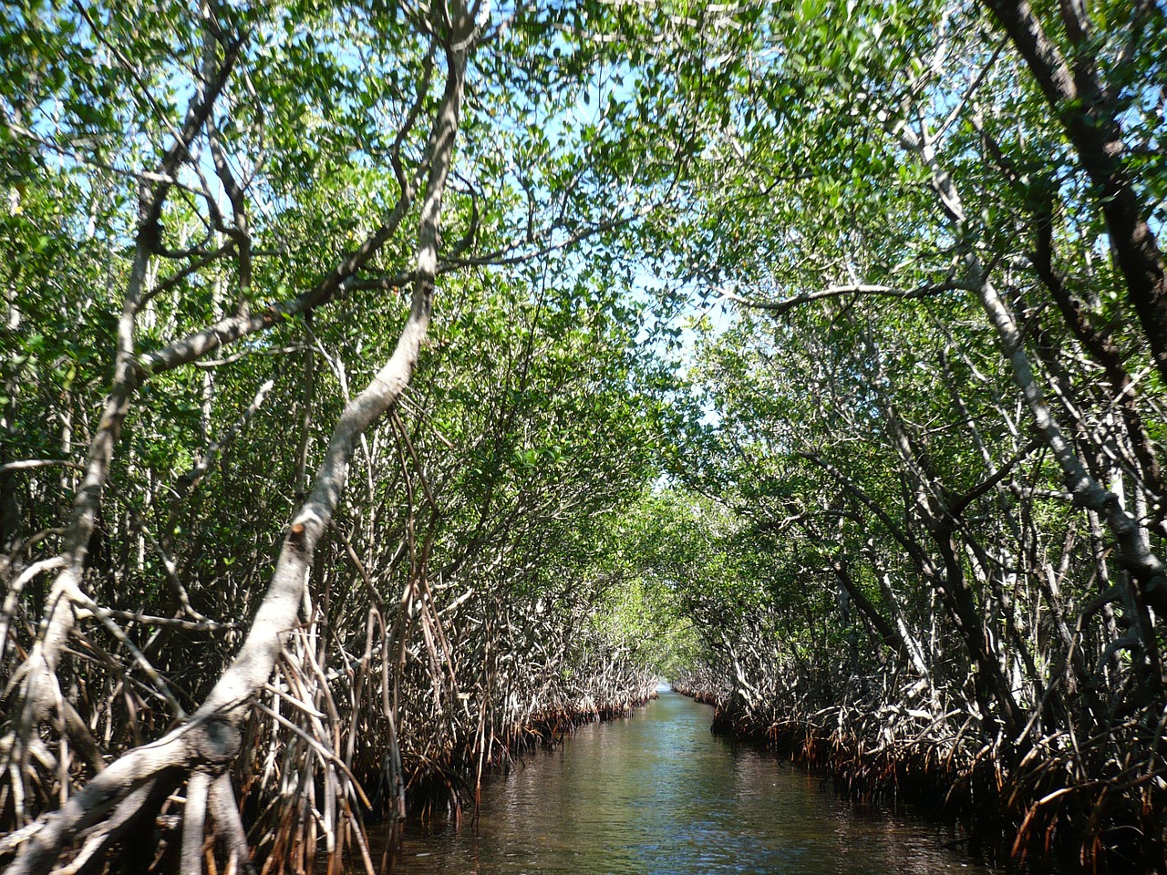 Mangroviai, Everglades, Pelkės, Pelkės, Nemokamos Nuotraukos,  Nemokama Licenzija