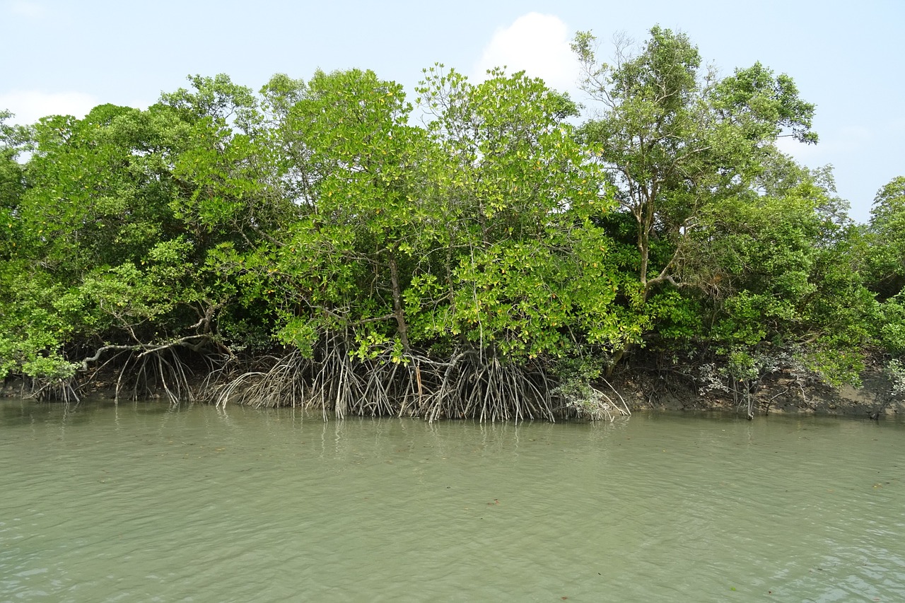 Mangroviai, Sundarbans, Miškas, Šaknies Šaknis, Rhizophora Apiculata, Ramsar Svetainė, Unesco, Pasaulinis Paveldas, Flora, Indija