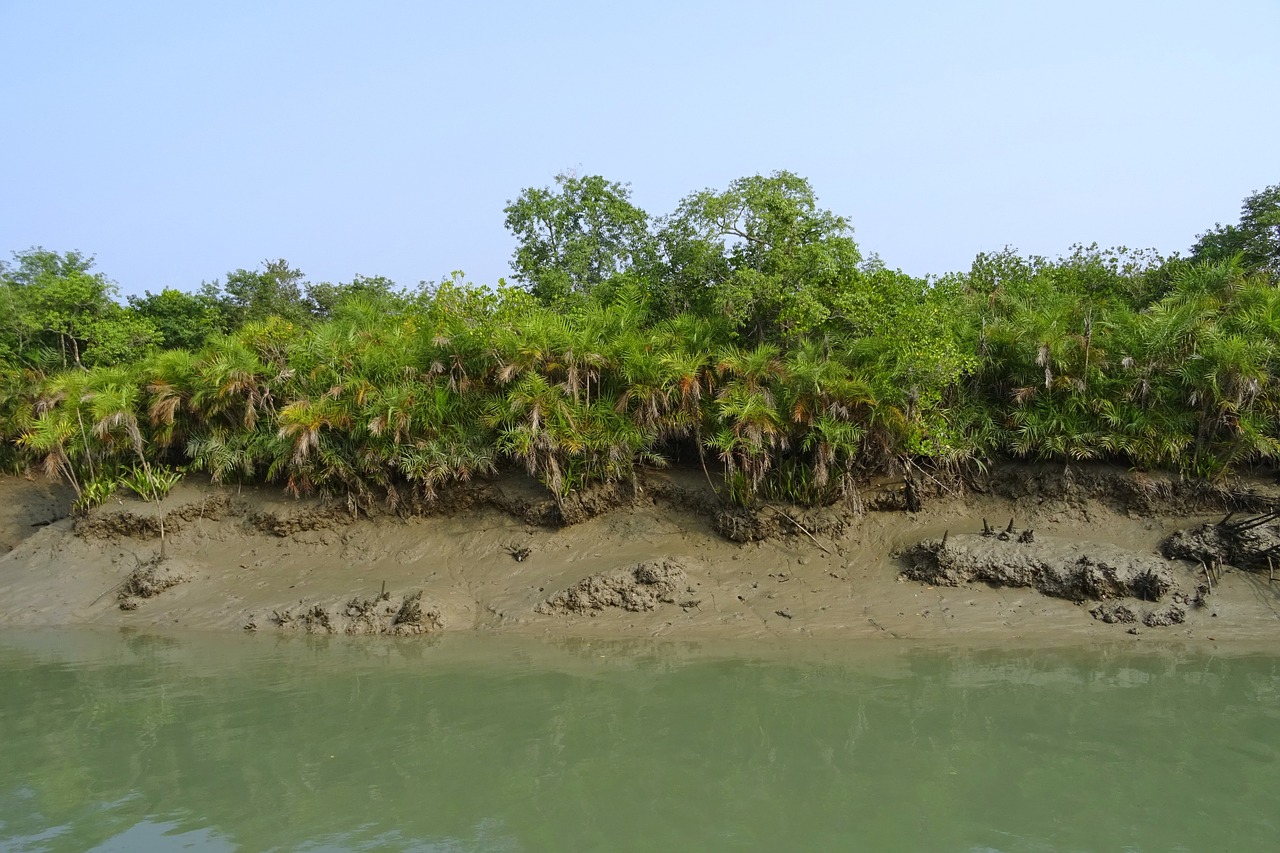 Mangroviai, Sundarbans, Pelkė, Miškas, Upė, Ramsar Svetainė, Unesco, Pasaulinis Paveldas, Flora, Indija