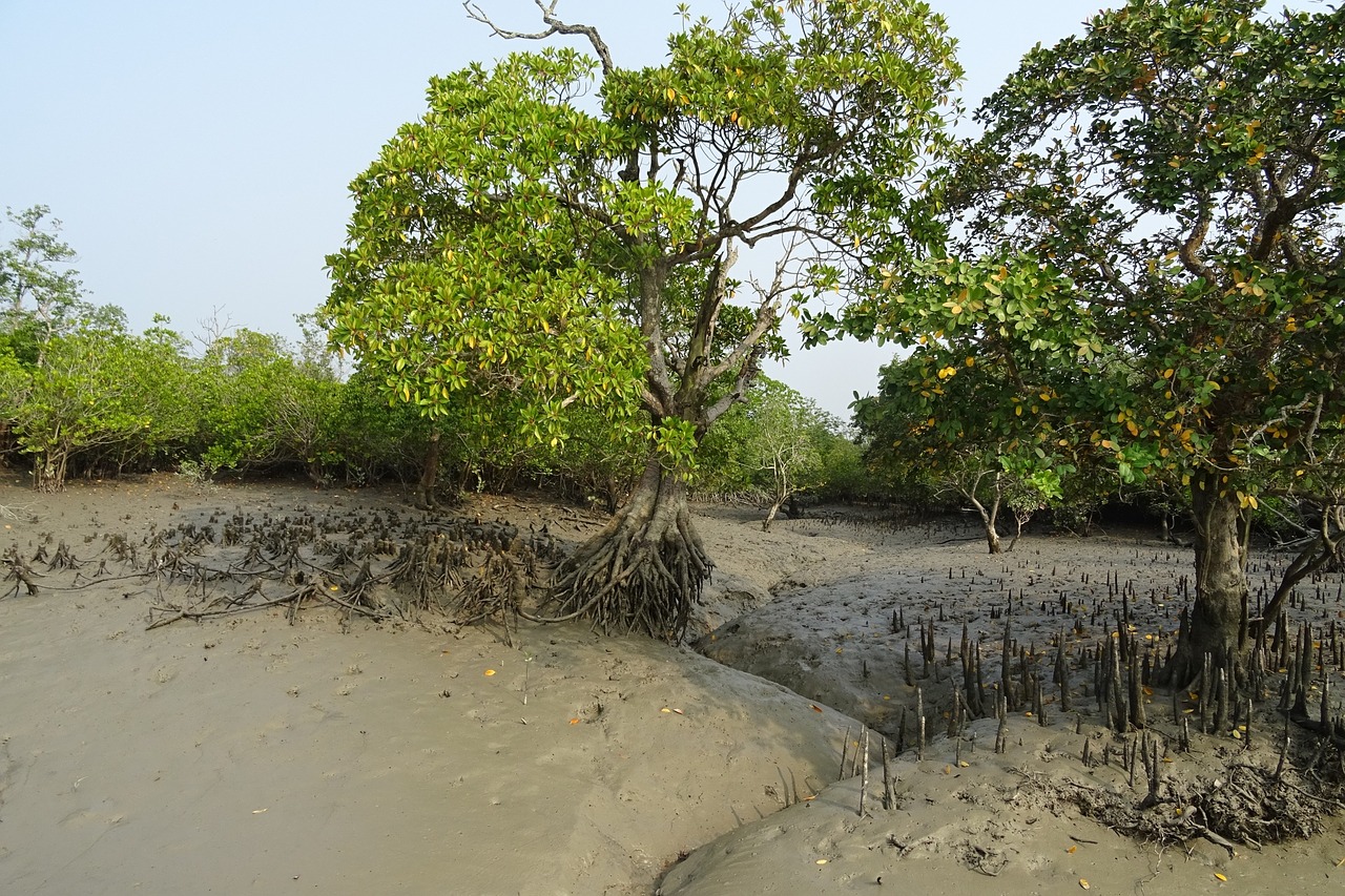 Mangroviai, Oro Šaknys, Sundarbans, Pelkė, Miškas, Upė, Ramsar Svetainė, Unesco, Pasaulinis Paveldas, Flora