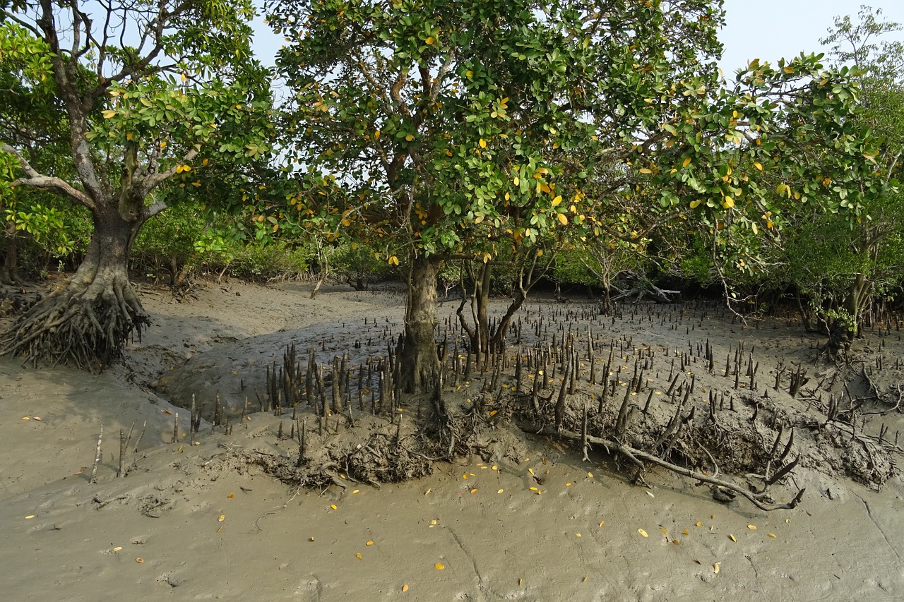 Mangroviai, Oro Šaknys, Sundarbans, Pelkė, Miškas, Upė, Ramsar Svetainė, Unesco, Pasaulinis Paveldas, Flora