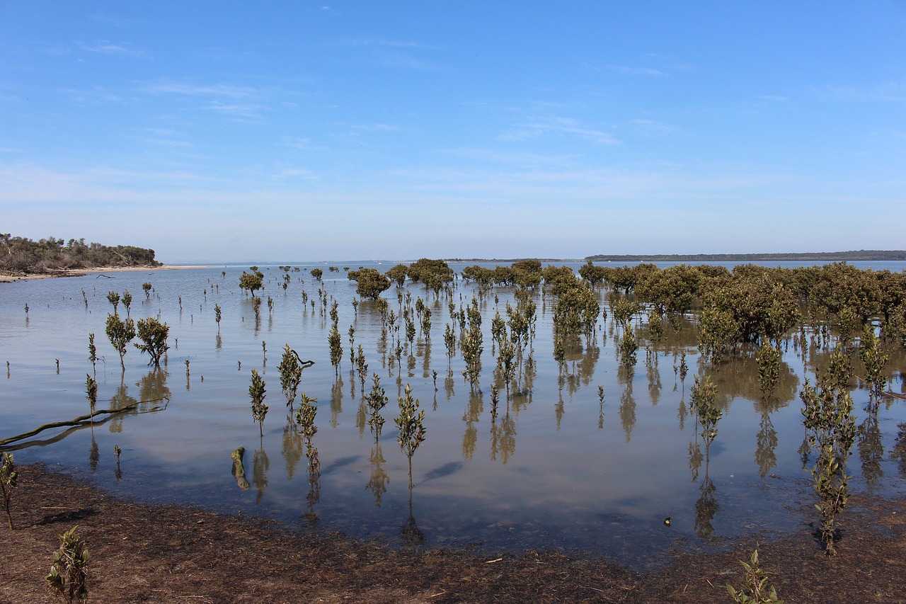 Mangroviai, Vakarinis Uostas, Viktorija, Australia, Ramsar, Laukiniai, Gamta, Aplinka, Išsaugojimas, Nemokamos Nuotraukos