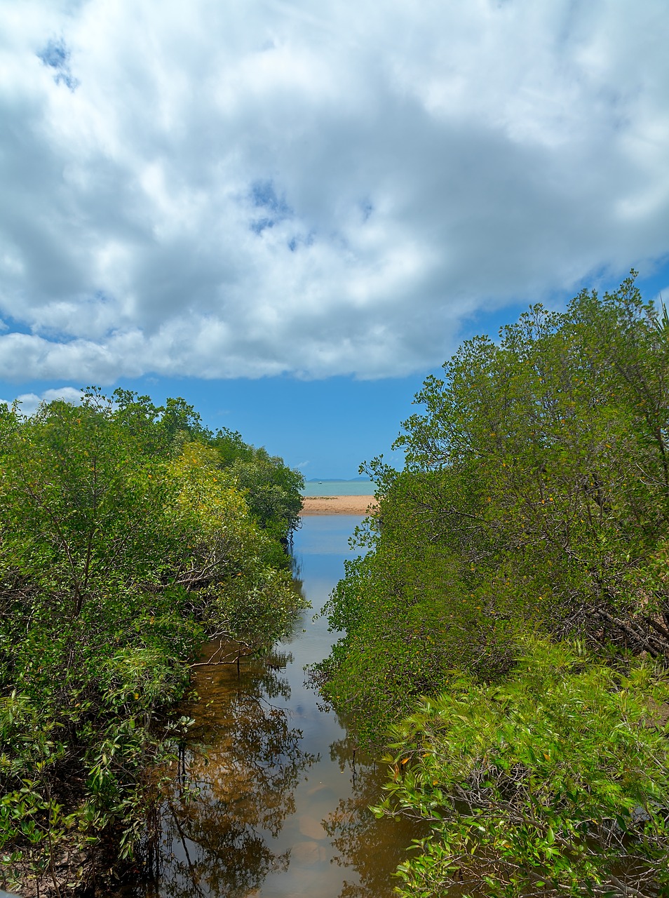 Mangroviai, Upelis, Papludimys, Tropikai, Esplanade, Townsville Miestas, Nemokamos Nuotraukos,  Nemokama Licenzija