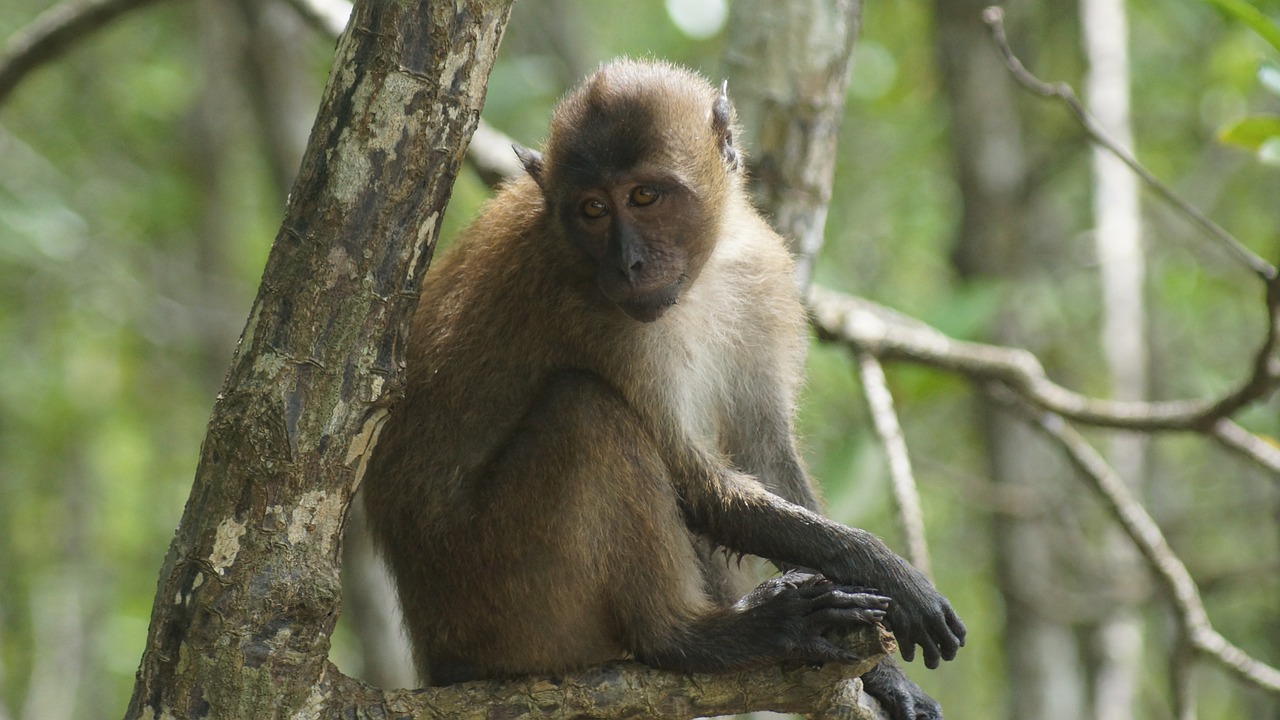 Mangrovių,  Tailandas,  Phuket,  Beždžionė,  Pelkė,  Pobūdį,  Kūdikių Beždžionėms, Nemokamos Nuotraukos,  Nemokama Licenzija