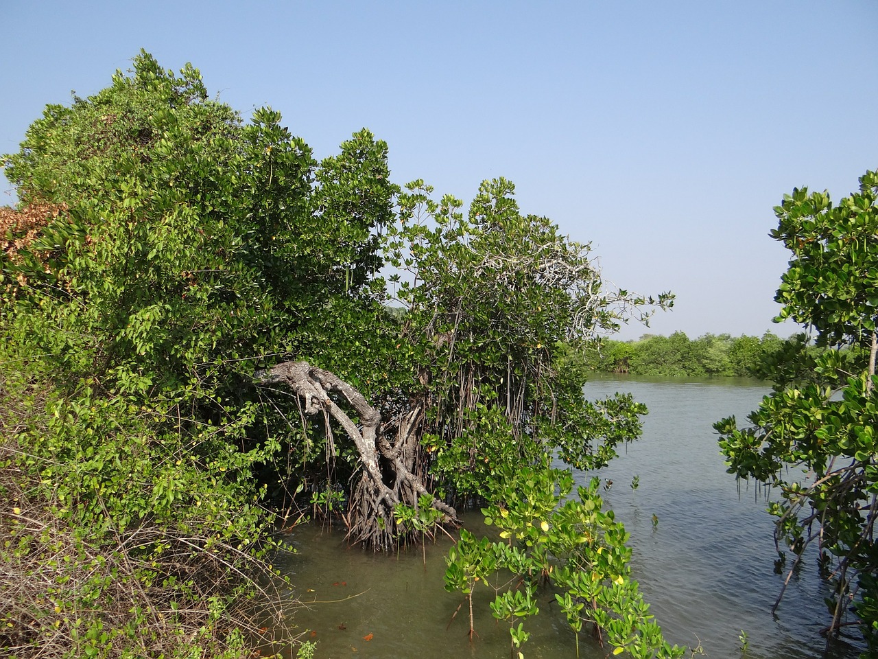 Mangroviai, Augmenija, Estuarija, Griuvėsiai, Potvynio Potvynis, Sūrokas Vanduo, Aghanashini, Upė, Gamta, Atogrąžų