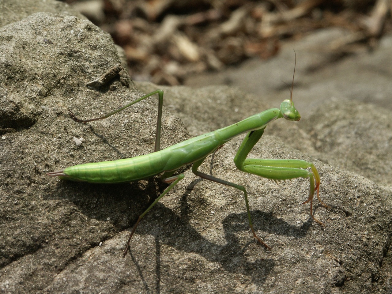 Mantis, Vabzdžiai, Gamta, Vabzdys, Makro, Rokas, Žalias, Nemokamos Nuotraukos,  Nemokama Licenzija