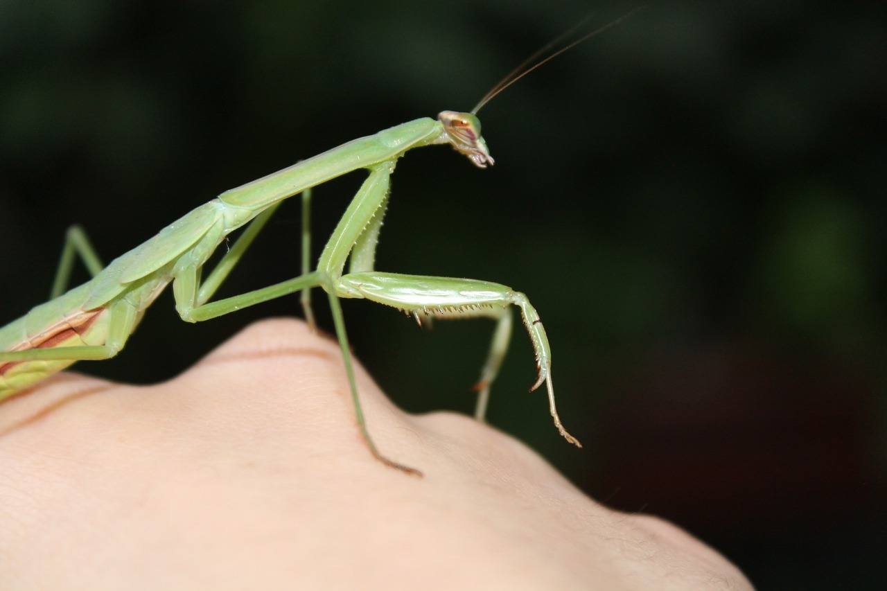 Mantis, Sodas, Vabzdys, Ekologija, Lauke, Meldžiasi, Žalias, Gamta, Mažas, Plėšrūnas