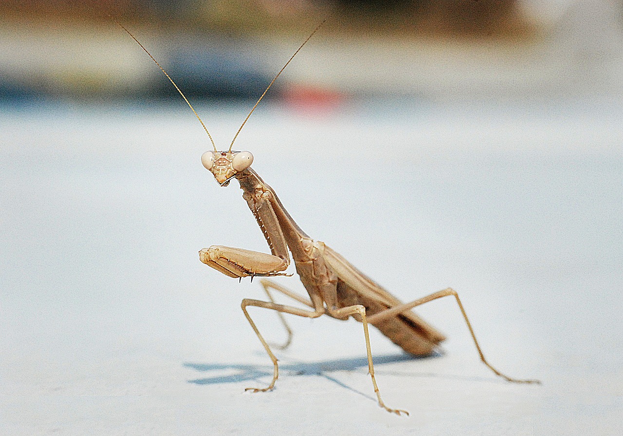 Mantis, Makro, Vabzdys, Graikija, Nemokamos Nuotraukos,  Nemokama Licenzija