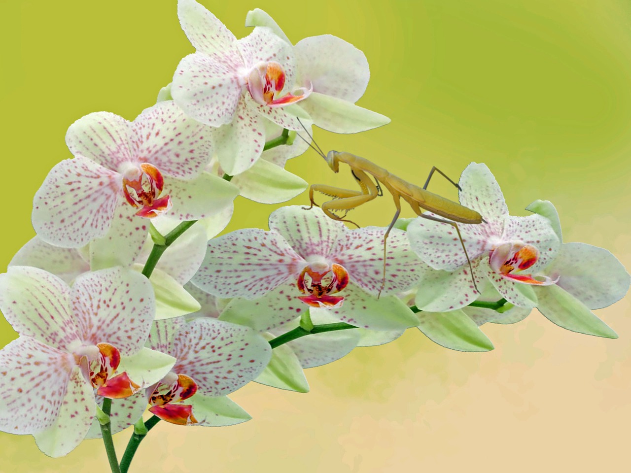 Mantis, Orchidėja, Gėlė, Gyvūnai, Vabzdys, Nemokamos Nuotraukos,  Nemokama Licenzija