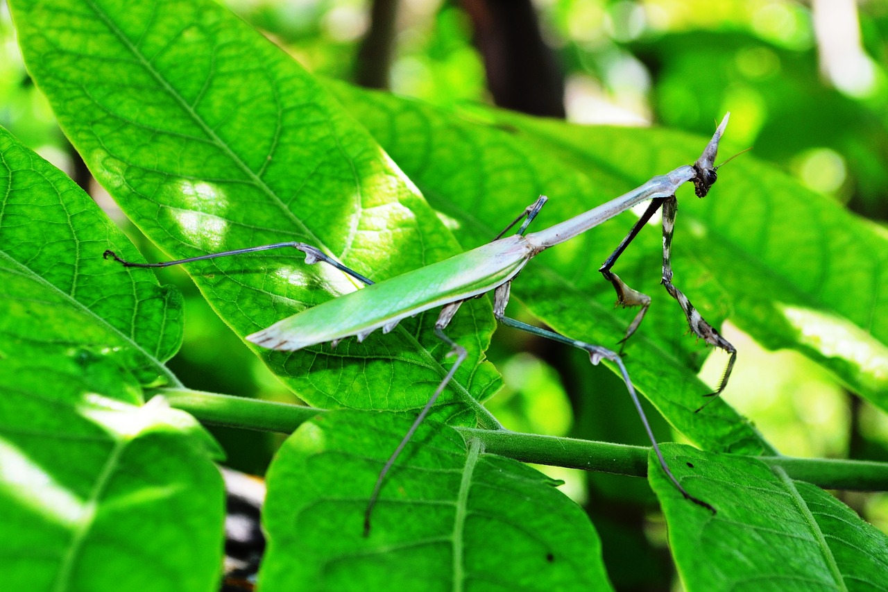 Mantis, Gamta, Žalias, Lapai, Vabzdys, Augalas, Nemokamos Nuotraukos,  Nemokama Licenzija