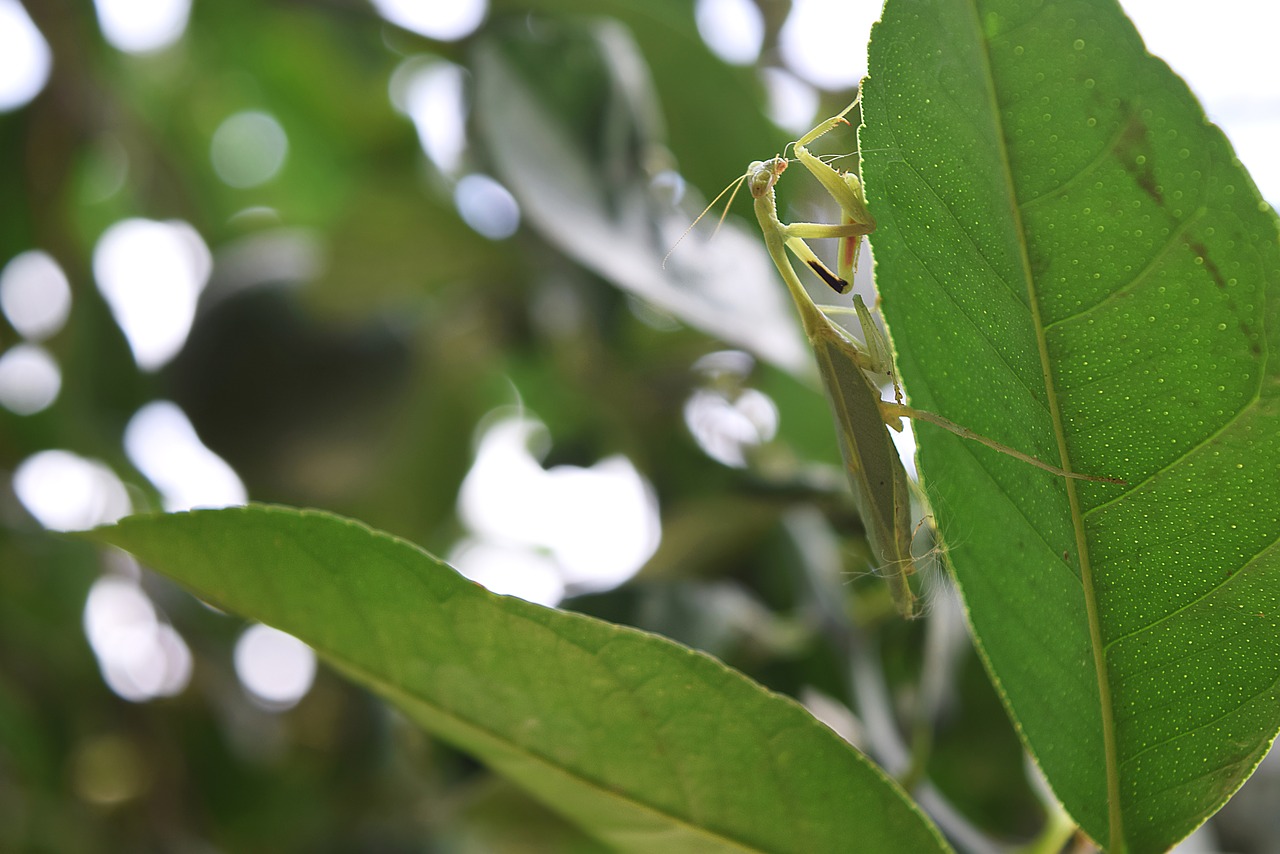 Mantis, Vabzdžiai, Lapai, Gamta, Nemokamos Nuotraukos,  Nemokama Licenzija