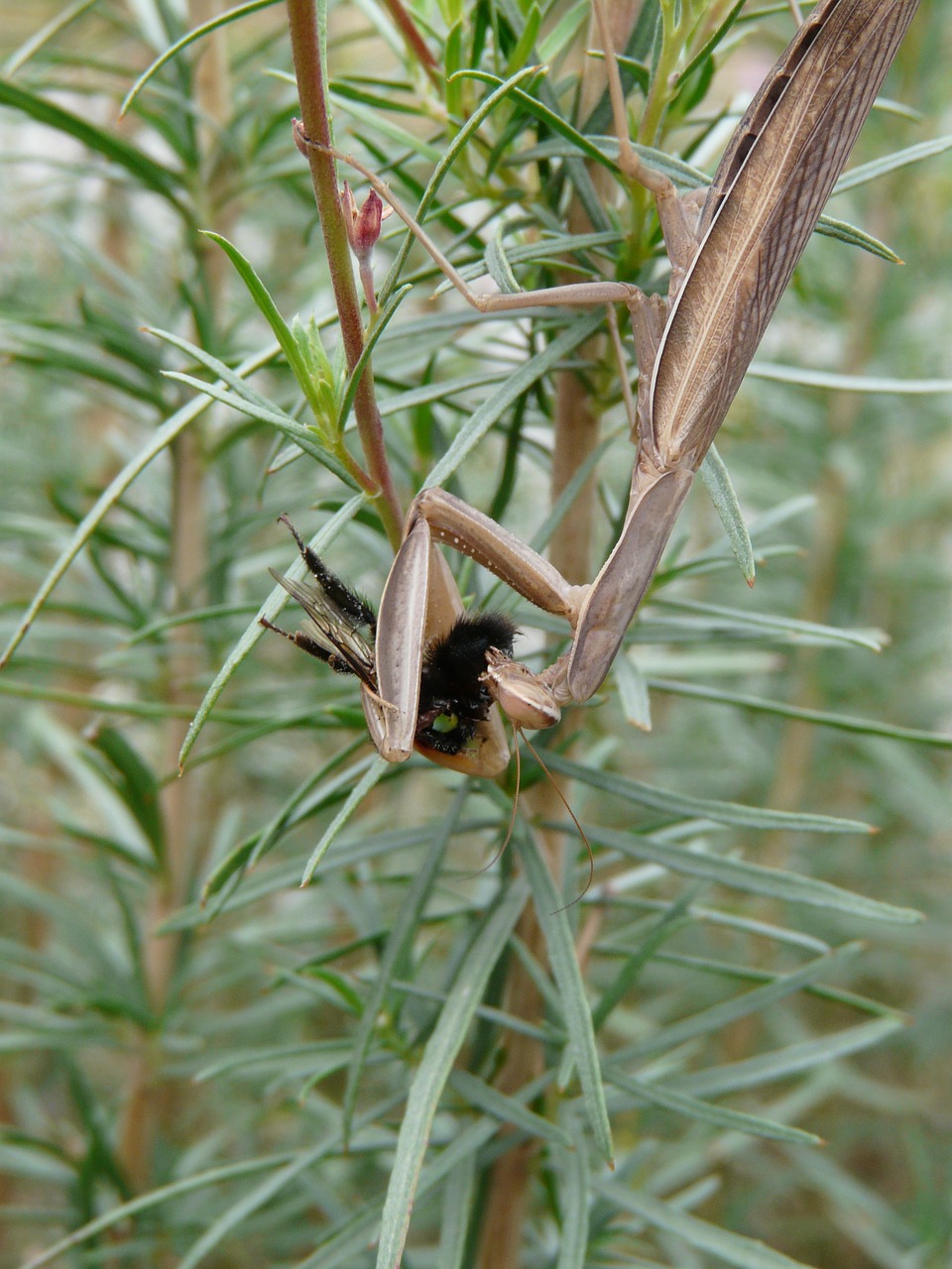 Mantis, Vabzdžiai, Gamta, Makro, Nemokamos Nuotraukos,  Nemokama Licenzija