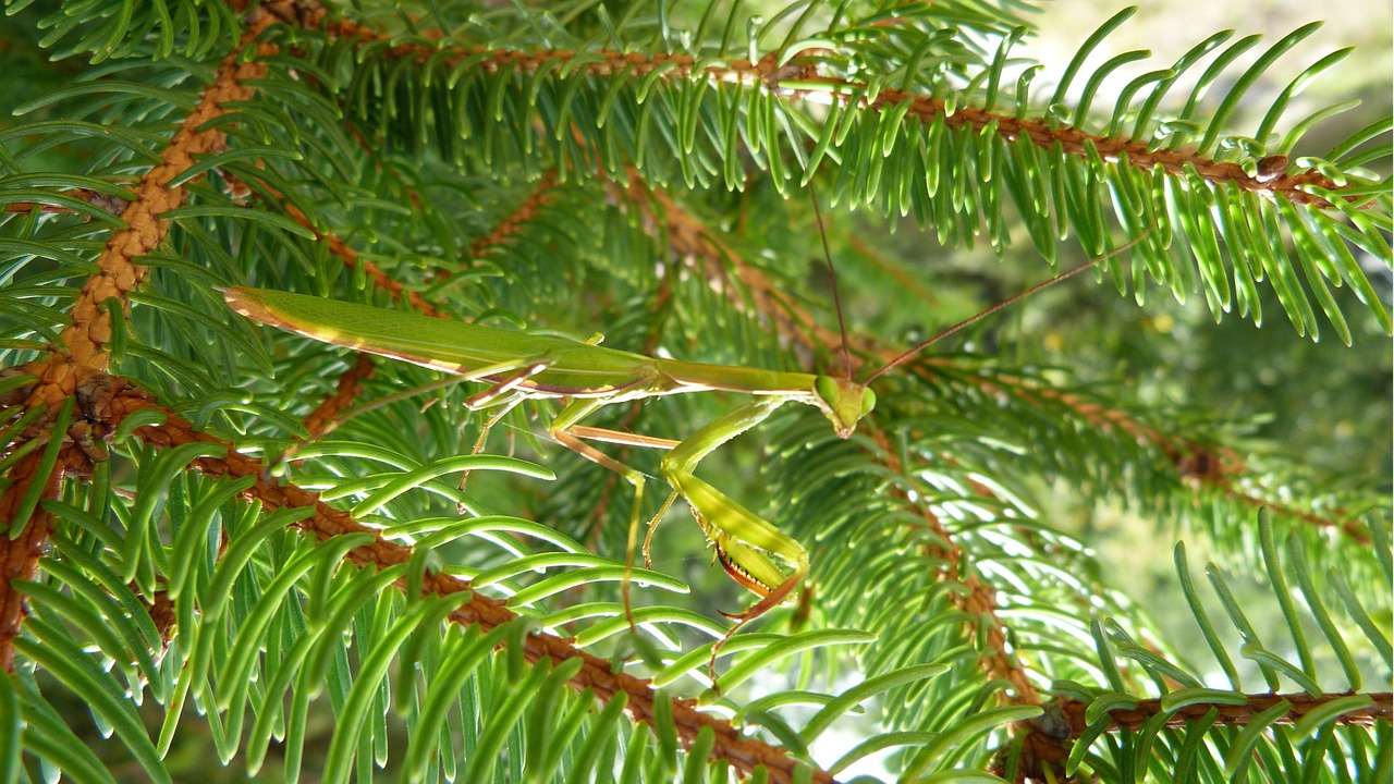 Mantis, Vabzdys, Makro, Gamta, Diskrecija, Žalias, Nemokamos Nuotraukos,  Nemokama Licenzija