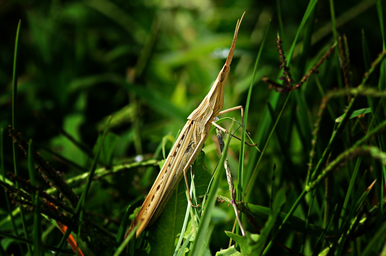 Mantis, Phasmid, Vabzdys, Nariuotakojų, Gamta, Makro, Nemokamos Nuotraukos,  Nemokama Licenzija