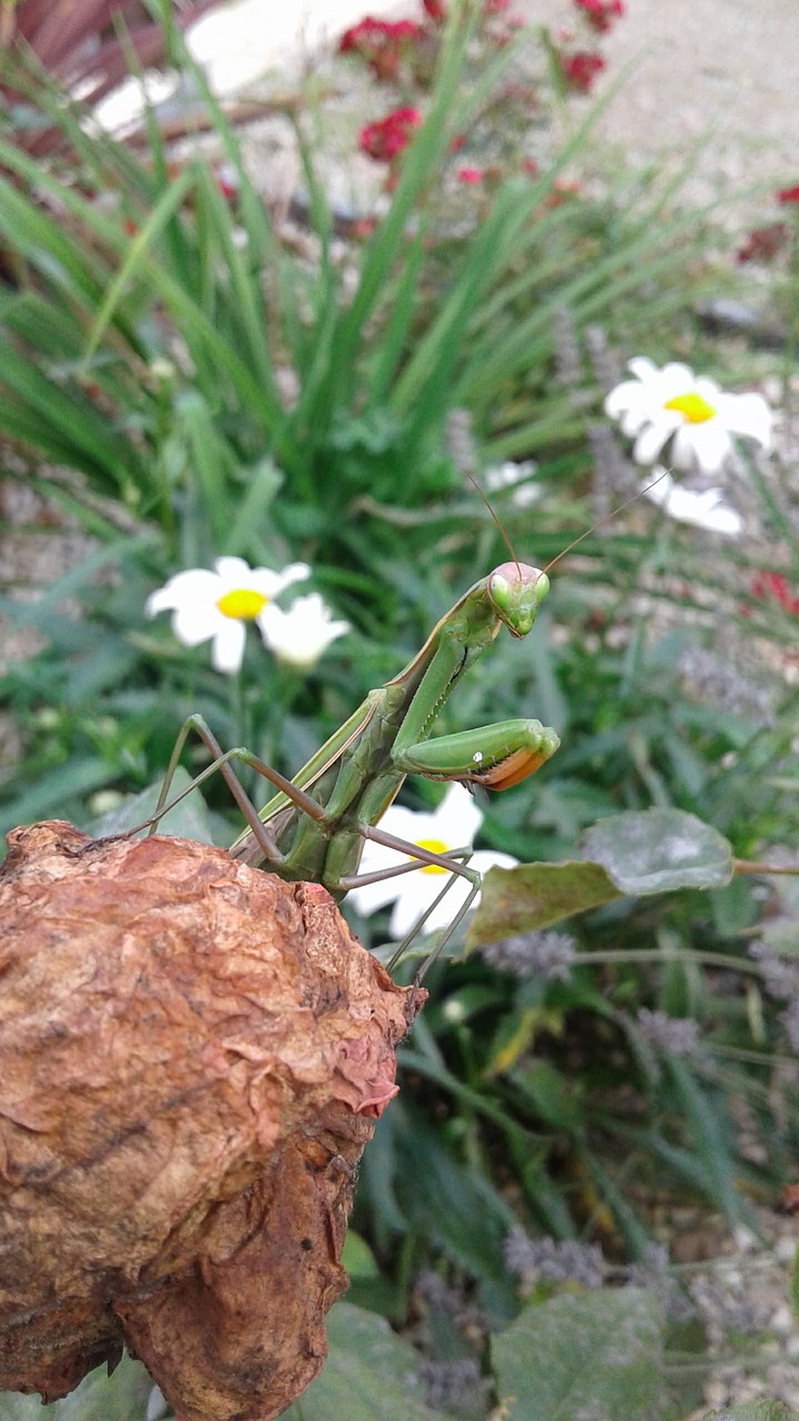 Mantis, Lapai, Vabzdys, Gamta, Nemokamos Nuotraukos,  Nemokama Licenzija