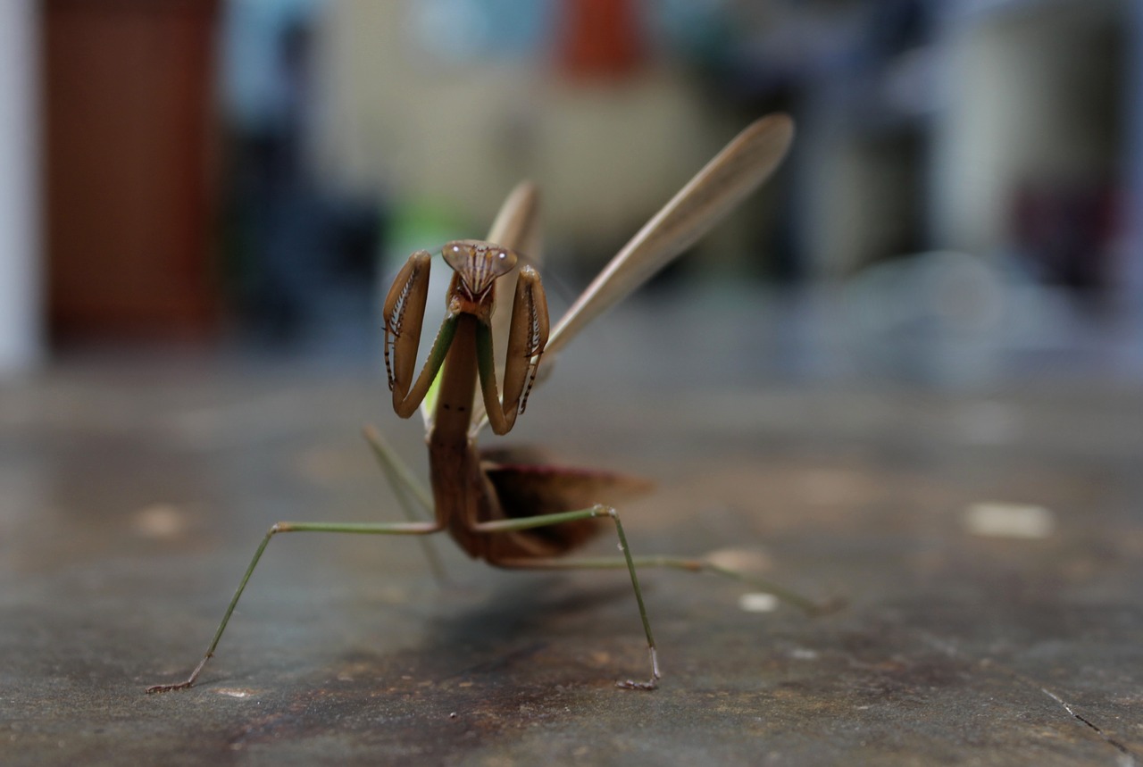 Mantis, Preying Mantis, Vabzdys, Ilga Pėda, Nemokamos Nuotraukos,  Nemokama Licenzija