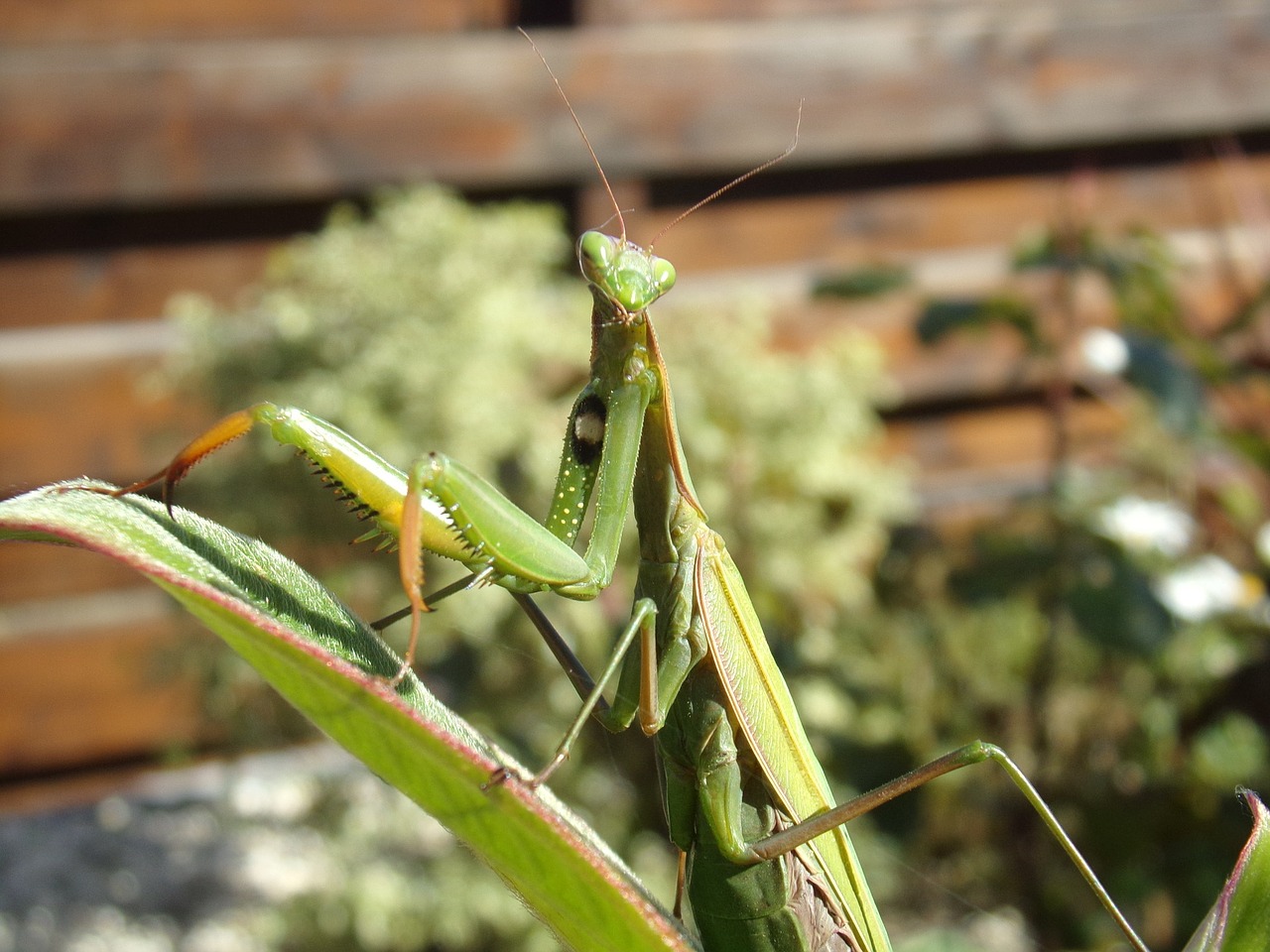 Mantis, Vabzdžiai, Gamta, Gyvūnas, Nemokamos Nuotraukos,  Nemokama Licenzija