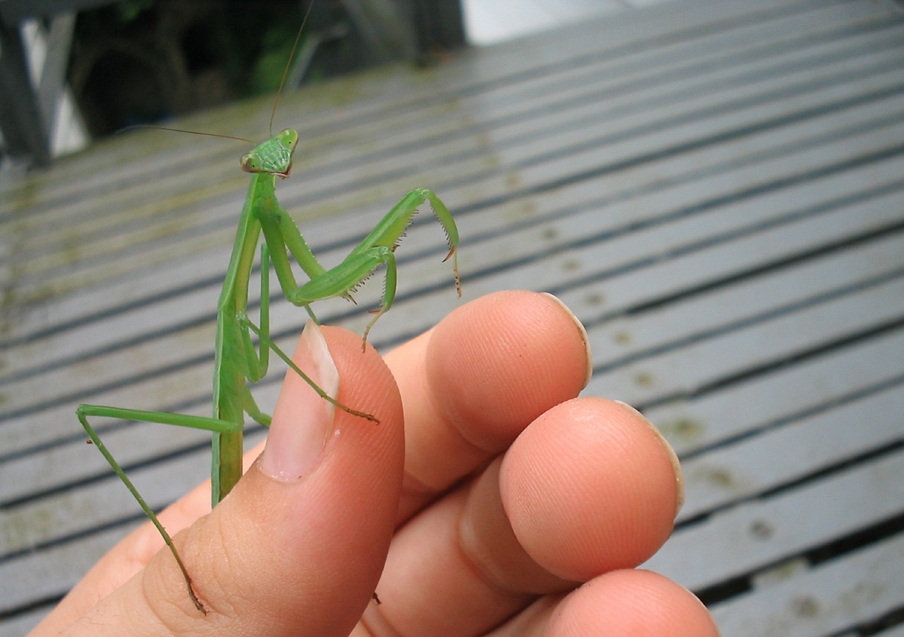 Mantis, Klaida, Vabzdys, Žalias, Ranka, Žiūri, Veidas, Iš Arti, Gyvūnas, Laukinė Gamta