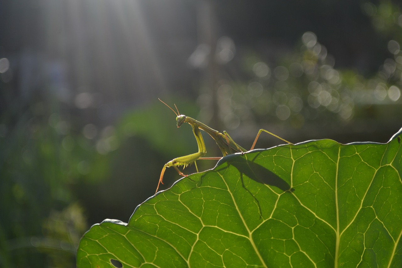 Mantis, Gamta, Gyvūnas, Žalias, Pavasaris, Nemokamos Nuotraukos,  Nemokama Licenzija