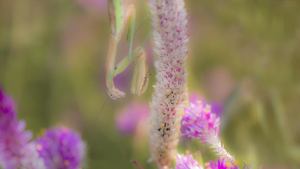 Mantis, Vabzdys, Gėlė, Laukiniai, Vasara, Gyvūnas, Parkas, Natūralus, Gamta, Miškas