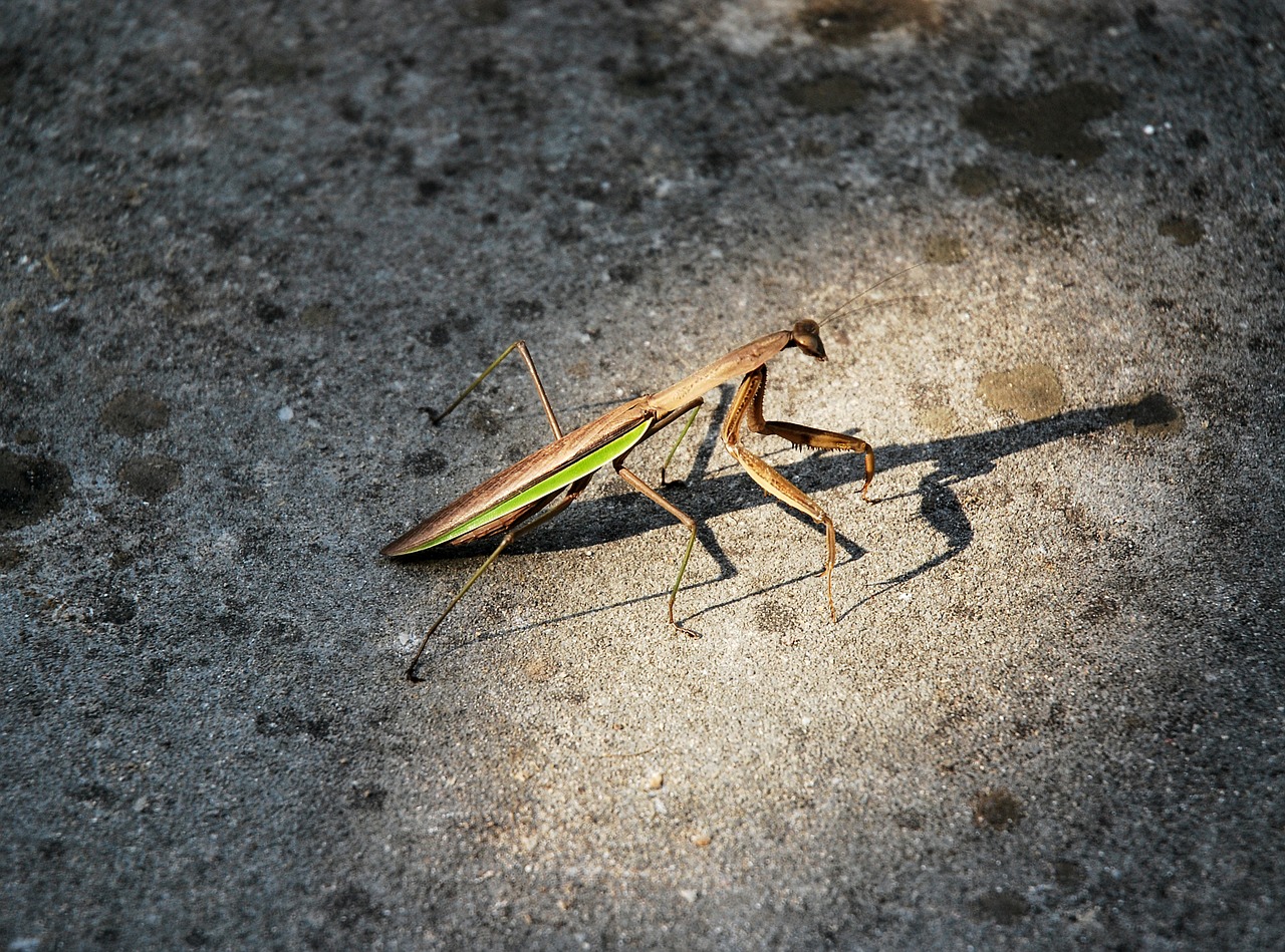 Mantis, Šviesa, Fotografija, Hd, Didelė Nuotrauka, Vabzdys, Nemokamos Nuotraukos,  Nemokama Licenzija