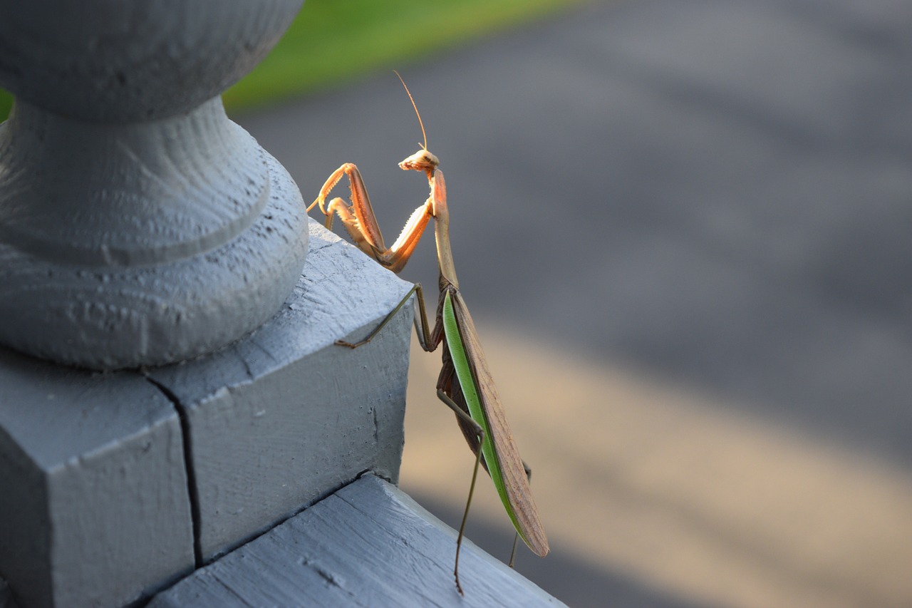 Mantis,  Meldžiasi,  Klaida,  Gamta,  Meldžiasi Mantis, Nemokamos Nuotraukos,  Nemokama Licenzija