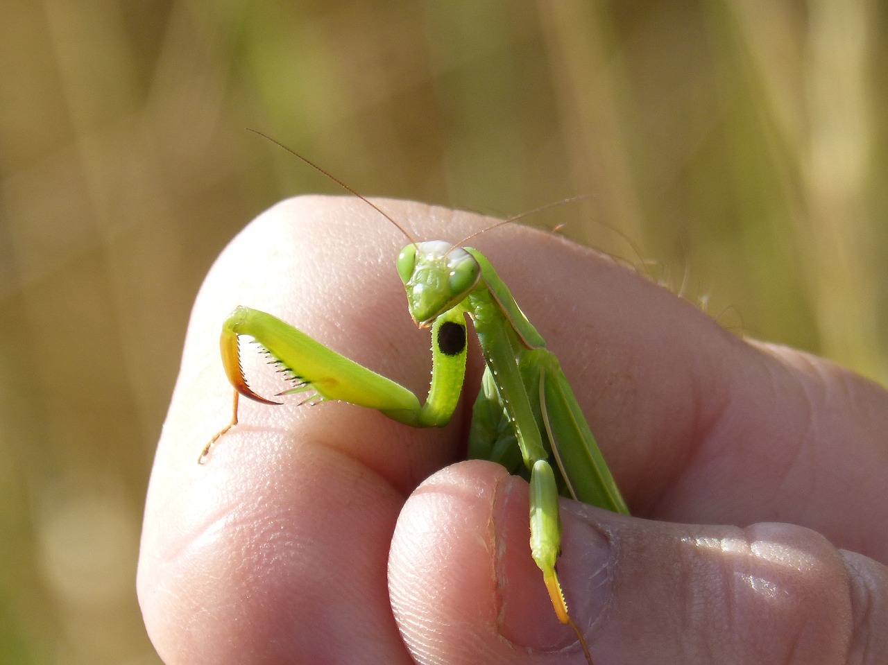 Mantis Religiosa, Mantis, Ranka, Įstrigę, Vabzdys, Išsamiai, Pjemontai, Pregadeu, Nemokamos Nuotraukos,  Nemokama Licenzija