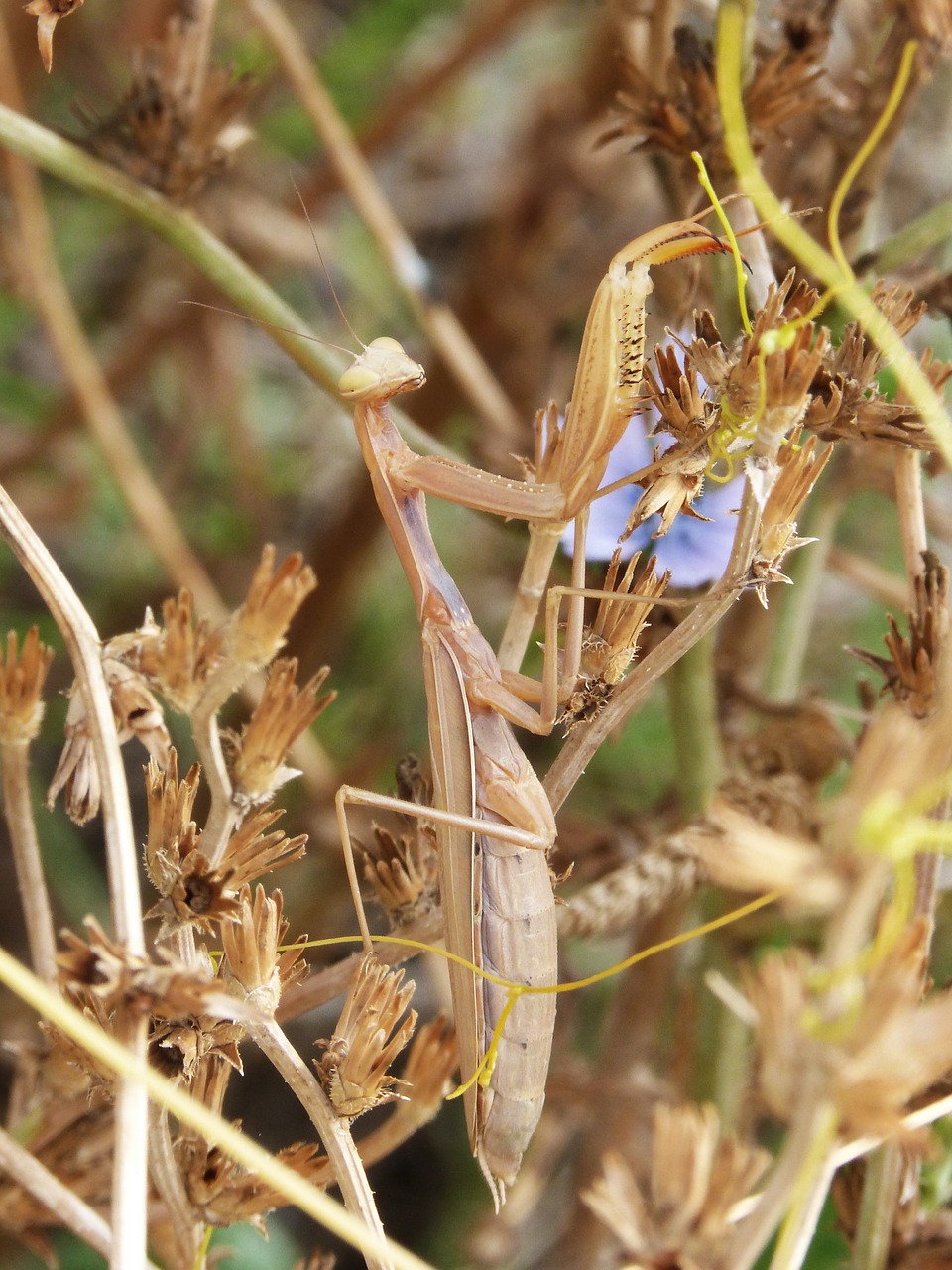 Mantis Religiosa, Vabzdys, Mantis, Pjemontai, Pregadeu, Plėšrūnas, Nemokamos Nuotraukos,  Nemokama Licenzija