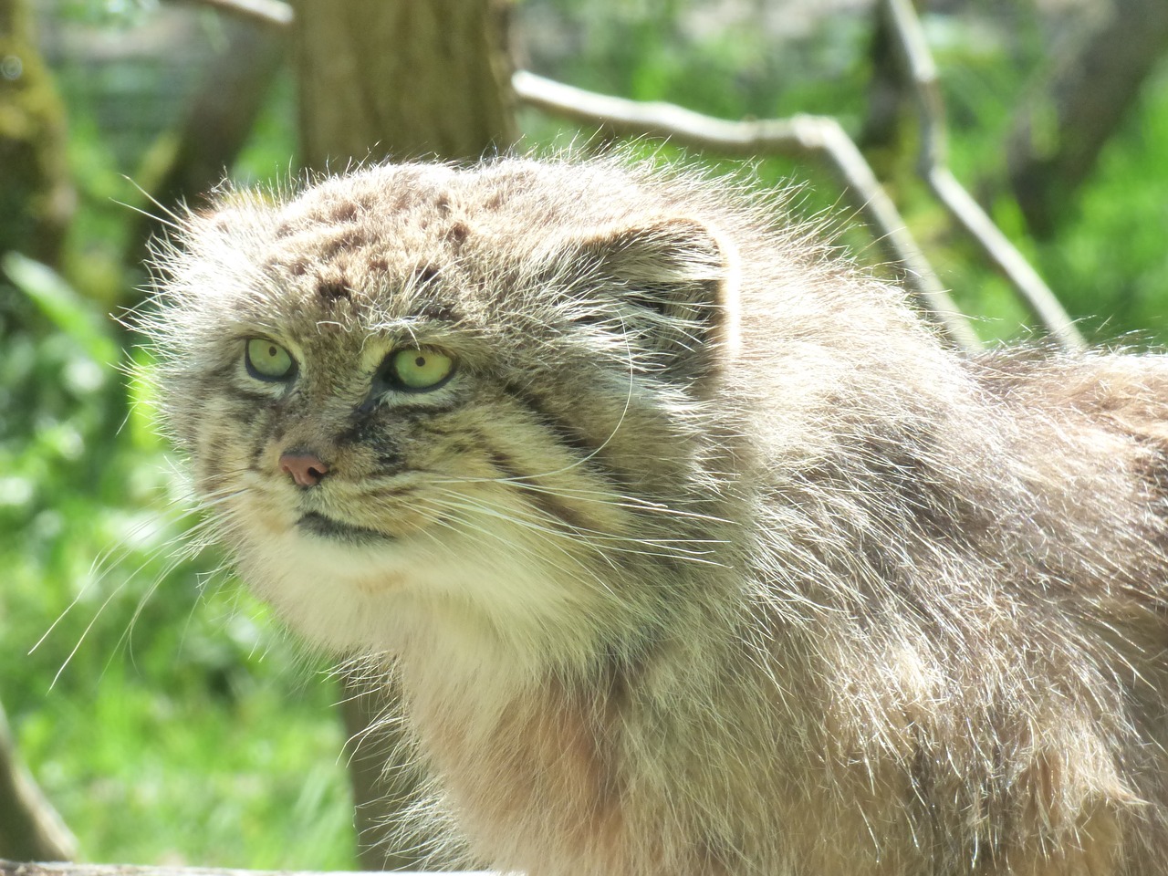 Manul, Kačių, Parko Jaunikis, Nesles, Zoologijos Sodas, Nemokamos Nuotraukos,  Nemokama Licenzija