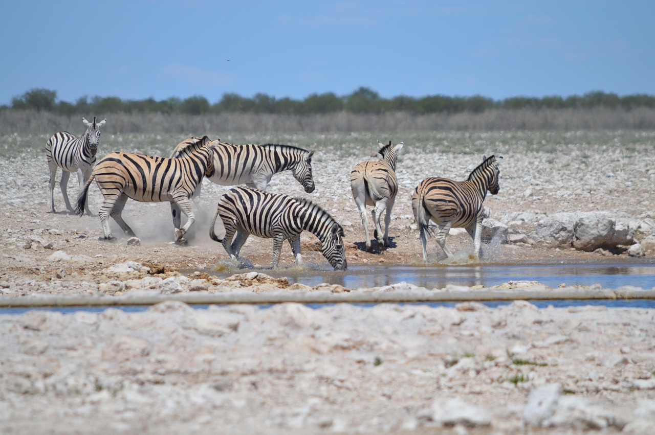 Daugelis Zebrų, Zebra In Motion, Judėjimas, Laistymo Anga, Gerti Zebra, Etosha, Nacionalinis Parkas, Laukinėje Gamtoje, Pabegti, Gyvūnas