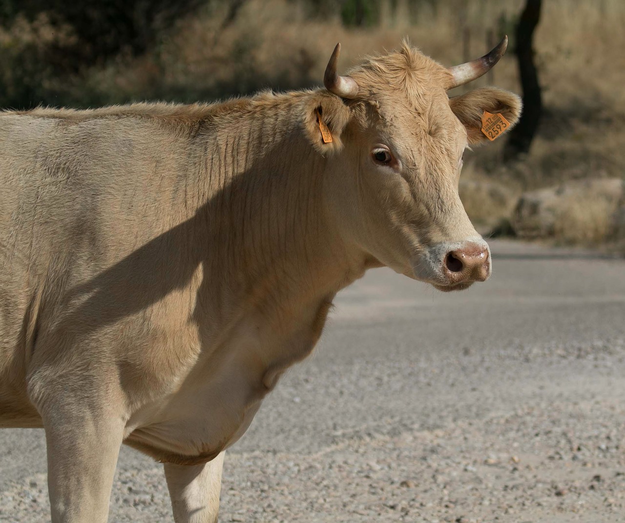 Manzanares Spain, Karvė, Galvijai, Ragai, Žemdirbystė, Madride, Kaimas, Ūkis, Ūkininkavimas, Gyvuliai
