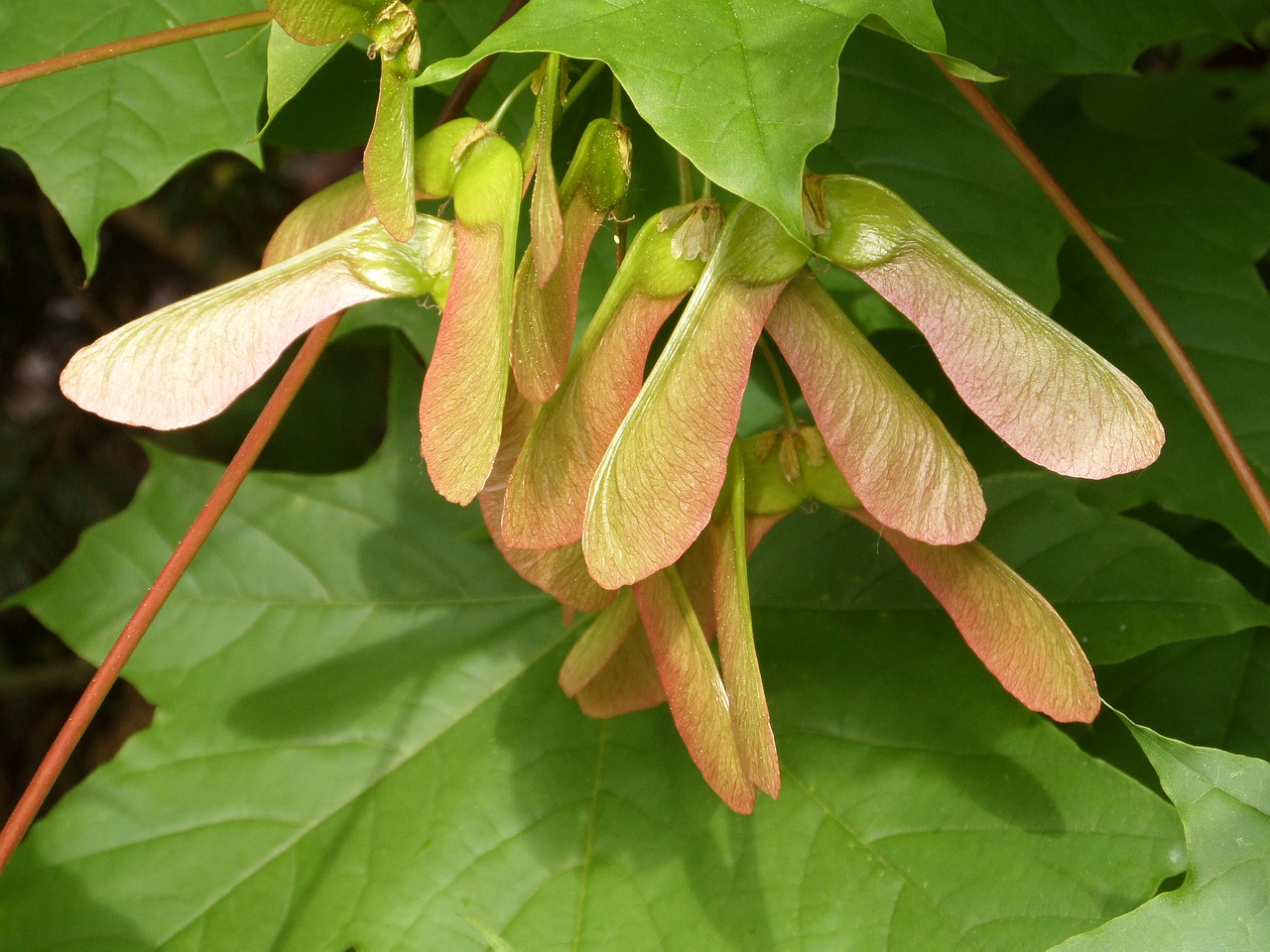 Maple,  Lapų,  Augalų,  Pobūdį,  Sodas,  Žalias,  Parkas, Nemokamos Nuotraukos,  Nemokama Licenzija