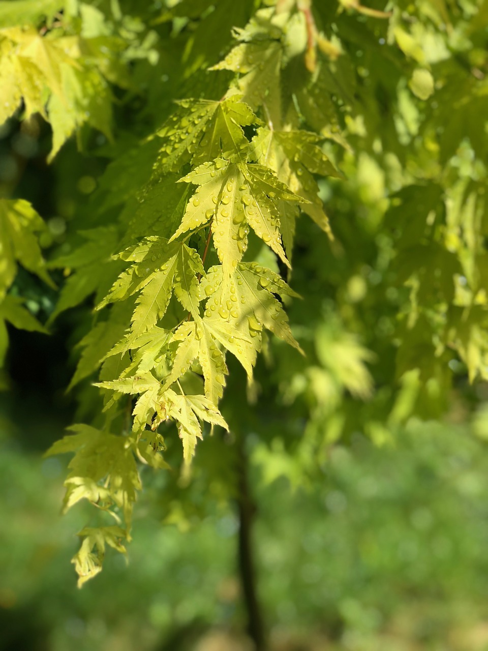 Maple,  Lapų,  Lietaus Lašas,  Pobūdį,  Lapai,  Geltona,  Medis,  Lapai,  Augalų,  Natūralus