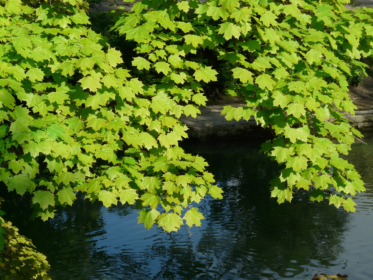 Klevas, Klevo Lapai, Lapai, Medis, Žalias, Šviesa, Norvegijos Klevas, Acer Platanoids, Adatų Lapų Klevas, Saulė